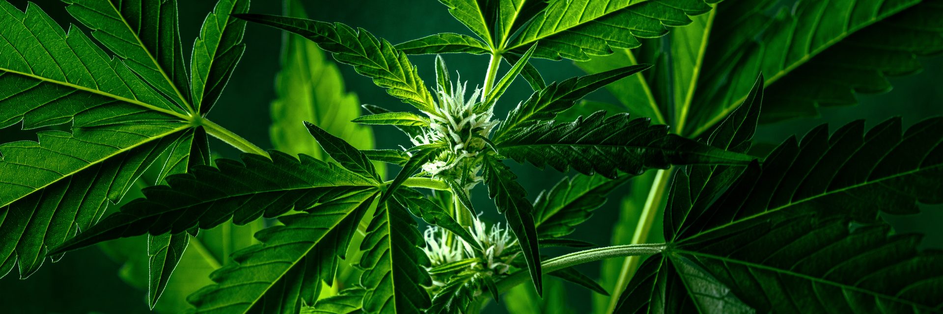 Vibrant green cannabis plant, close-up on leaves and white buds.