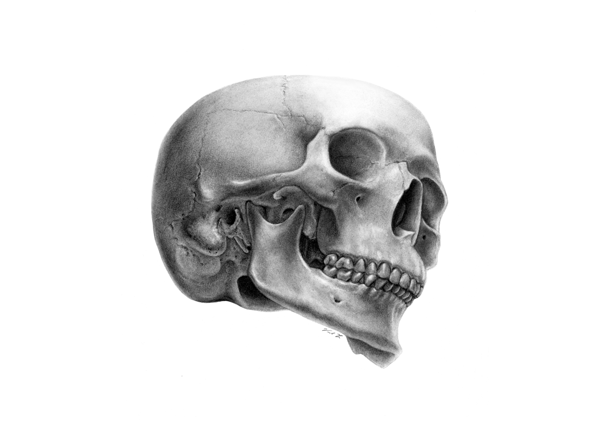 Bone, Jaw, Gesture, Art, Skull