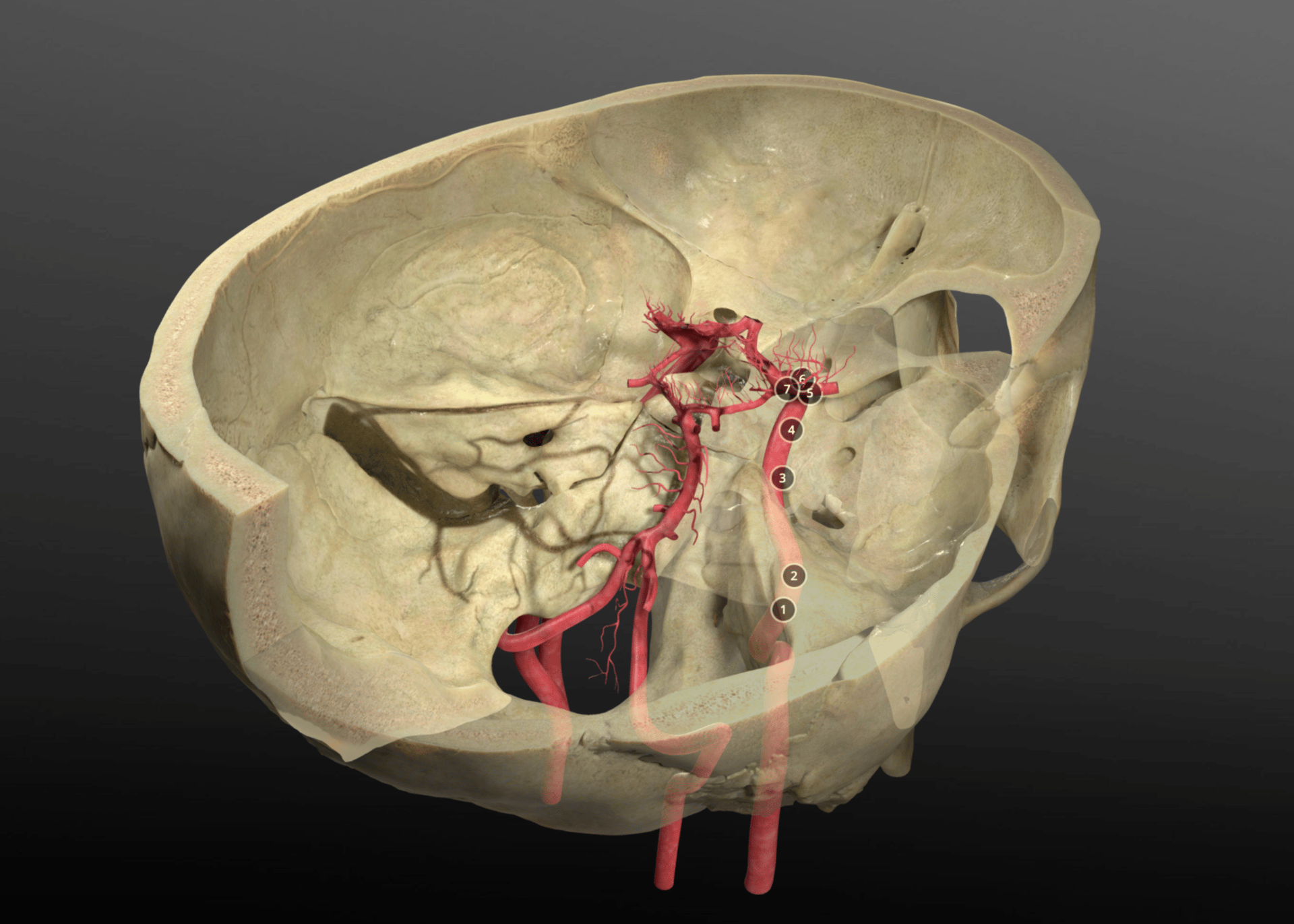 Human body, Jaw, Gesture, Art