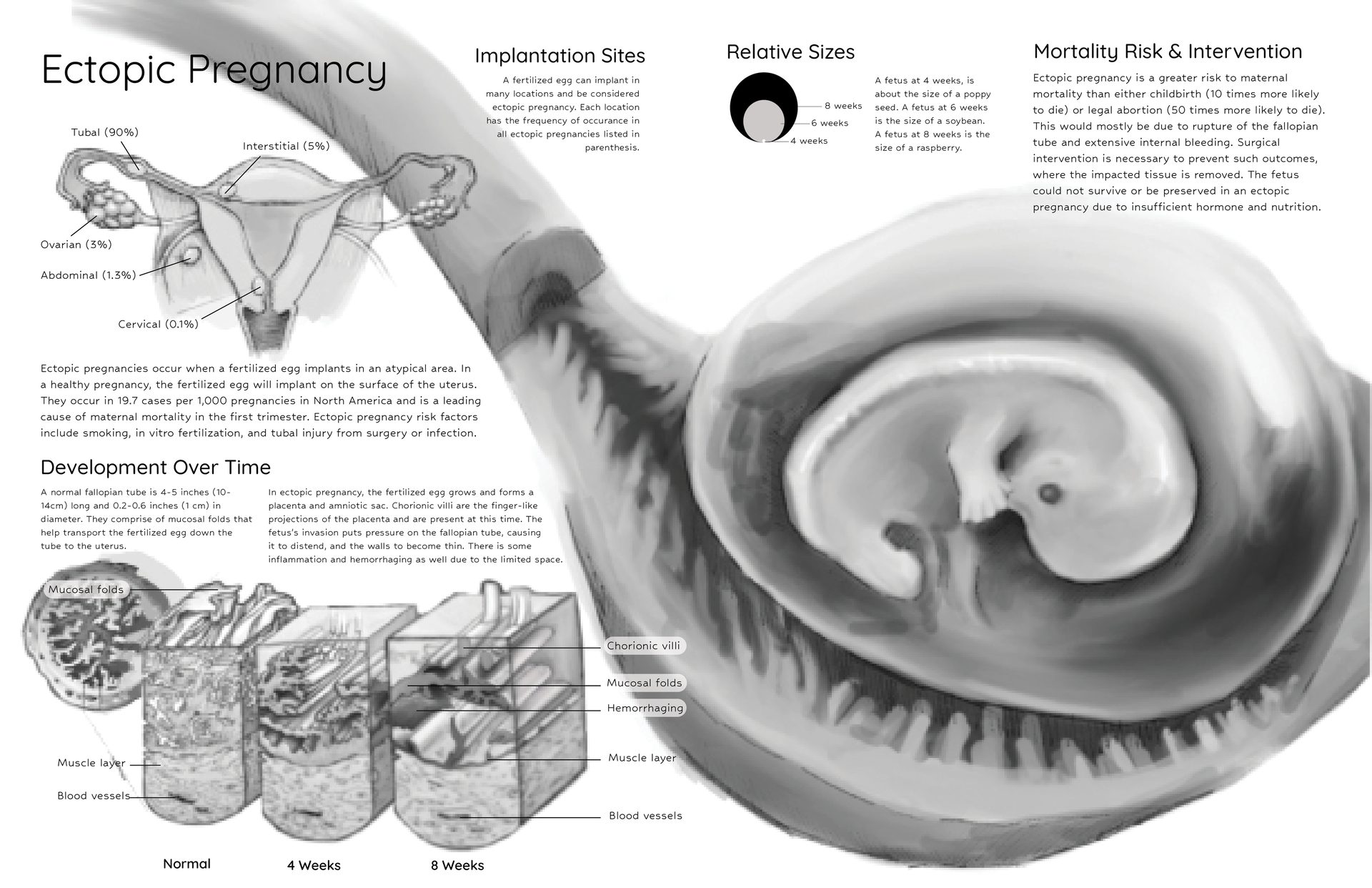 Automotive tire, Organ, Organism, Font