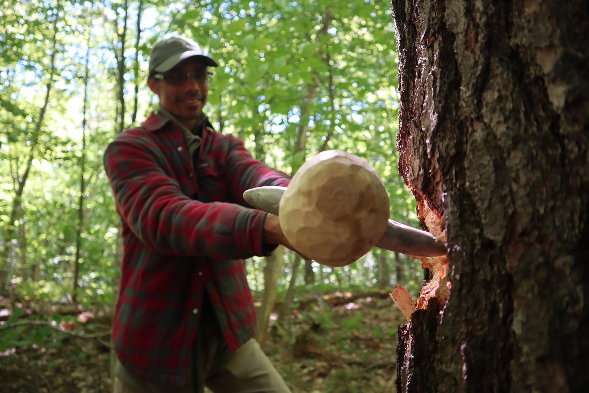 Plant, Wood, Tree, Hat