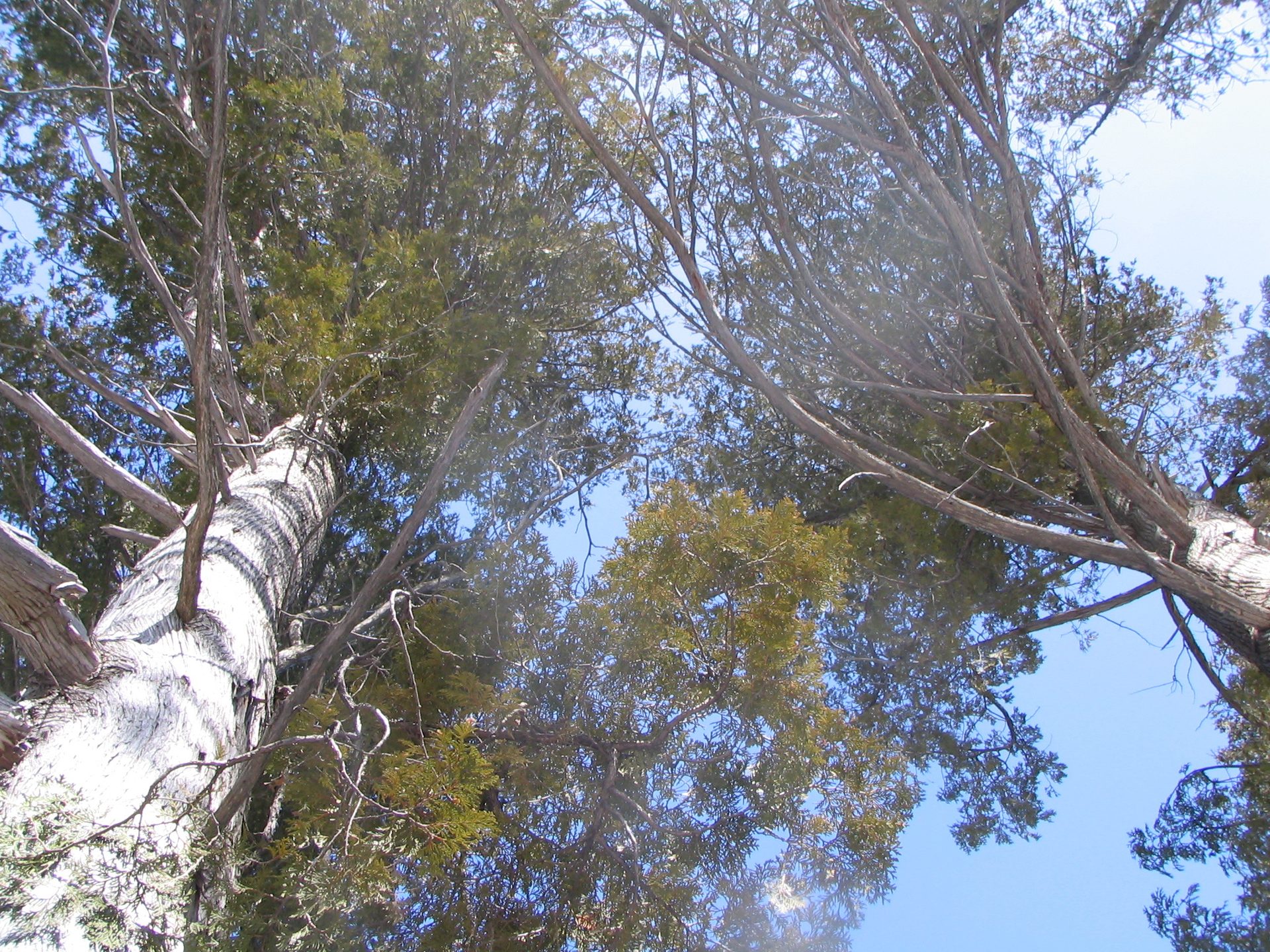Natural landscape, Terrestrial plant, Sky, Twig, Trunk, Wood, Tree, Deciduous