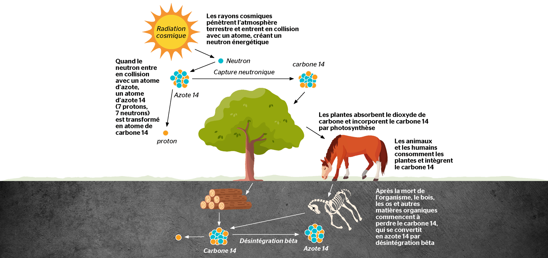 Natural environment, Ecoregion, Plant, Product, World, Organism, Tree, Font