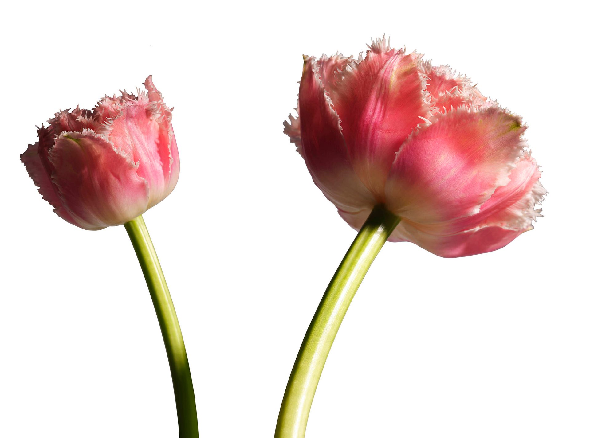 Terrestrial plant, Flower, Botany, Petal