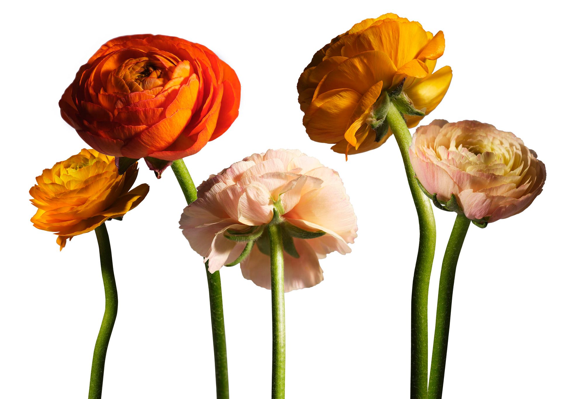 Natural environment, Flower, Plant, Petal