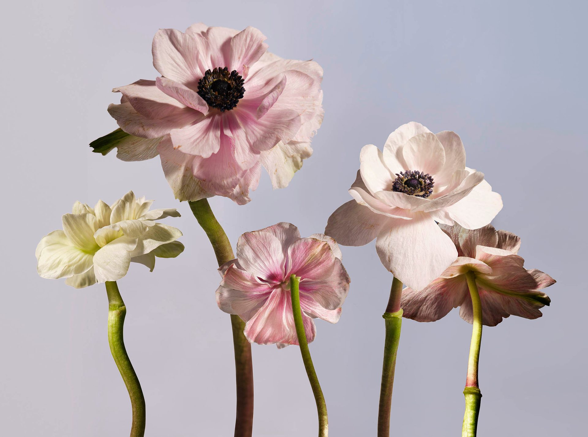 Flower, Plant, Petal, Botany, Sky, Paint, Pink