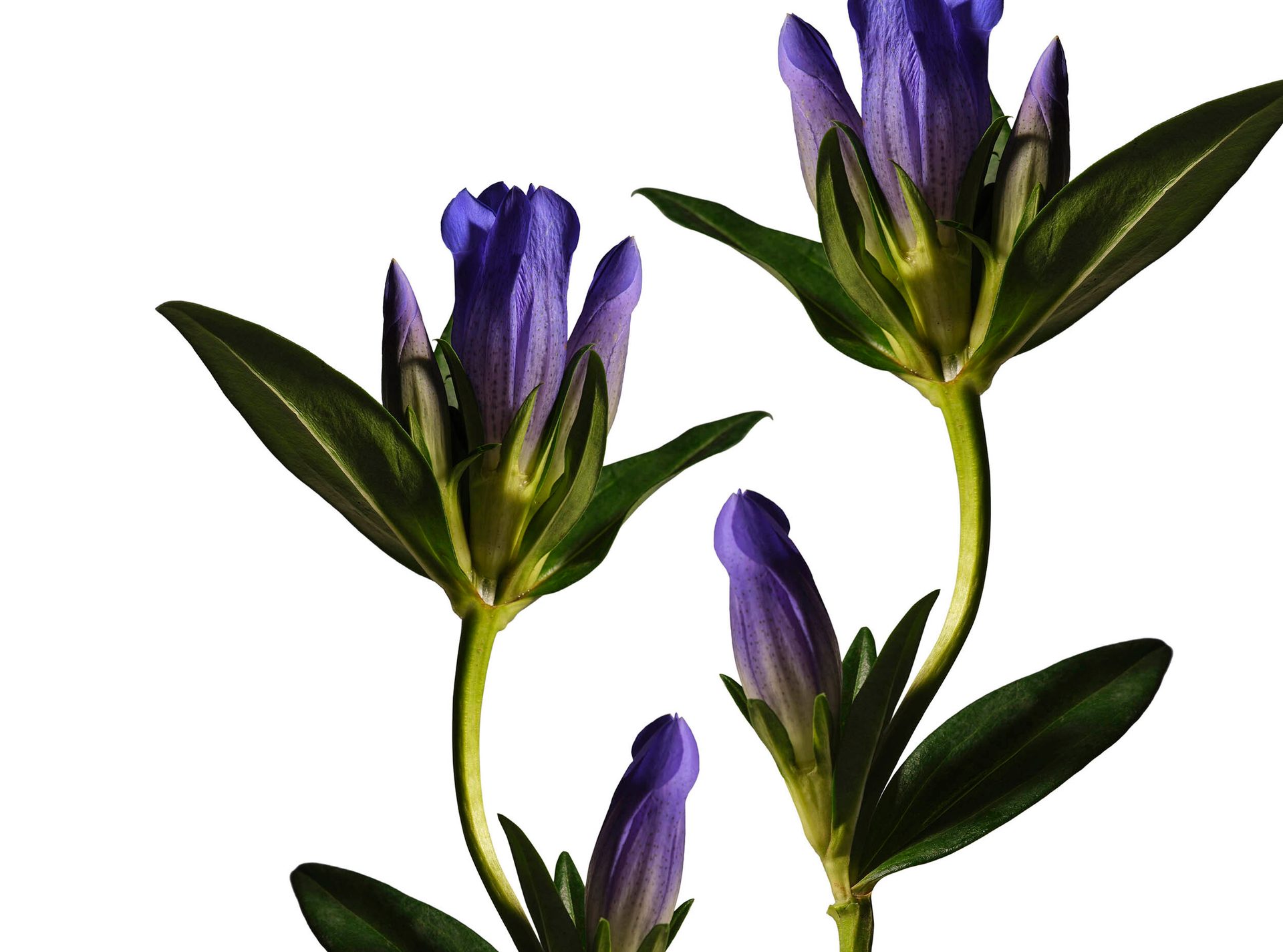 Terrestrial plant, Flower, Botany, Petal