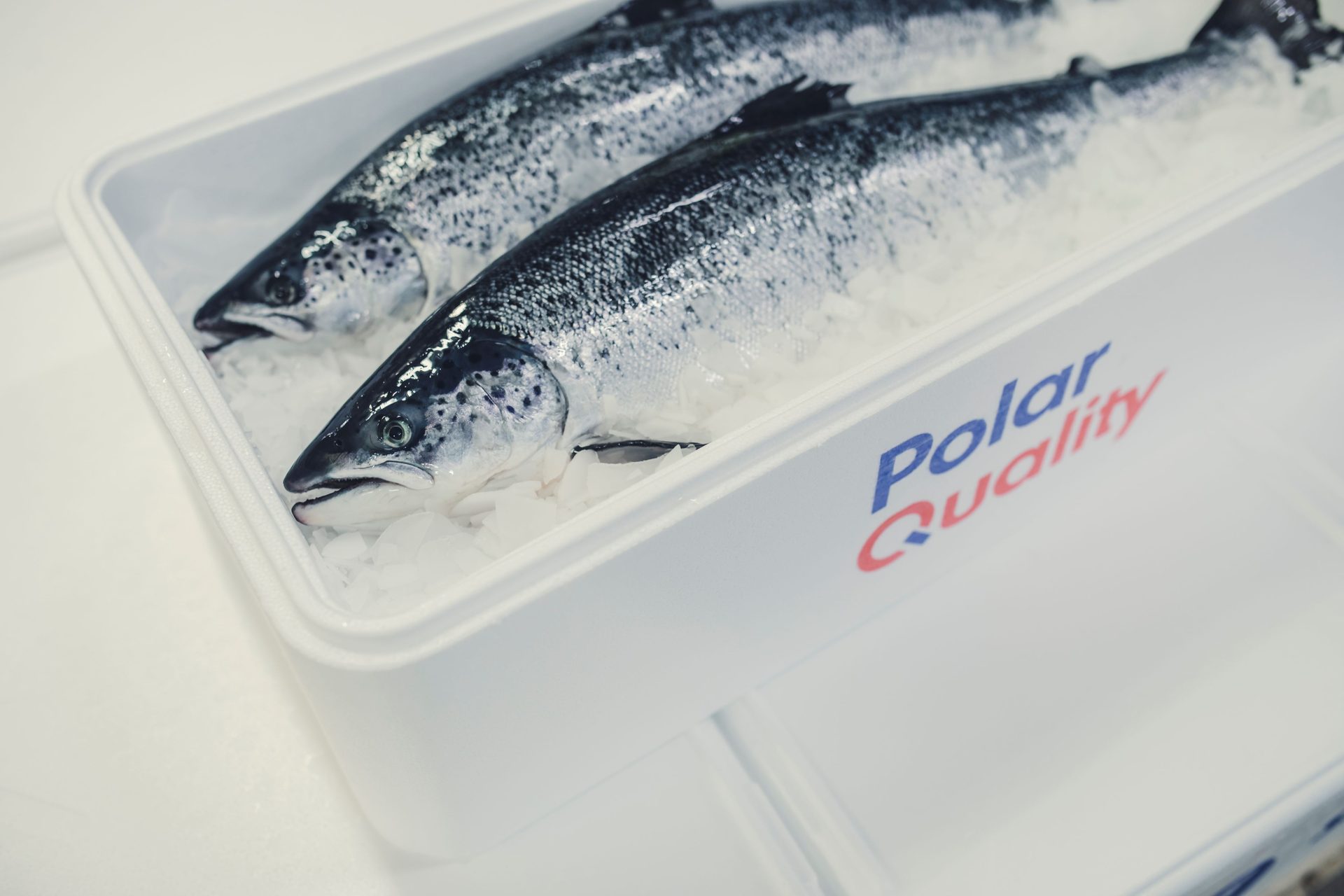 Two fresh salmon on ice in a white "Polar Quality" container.