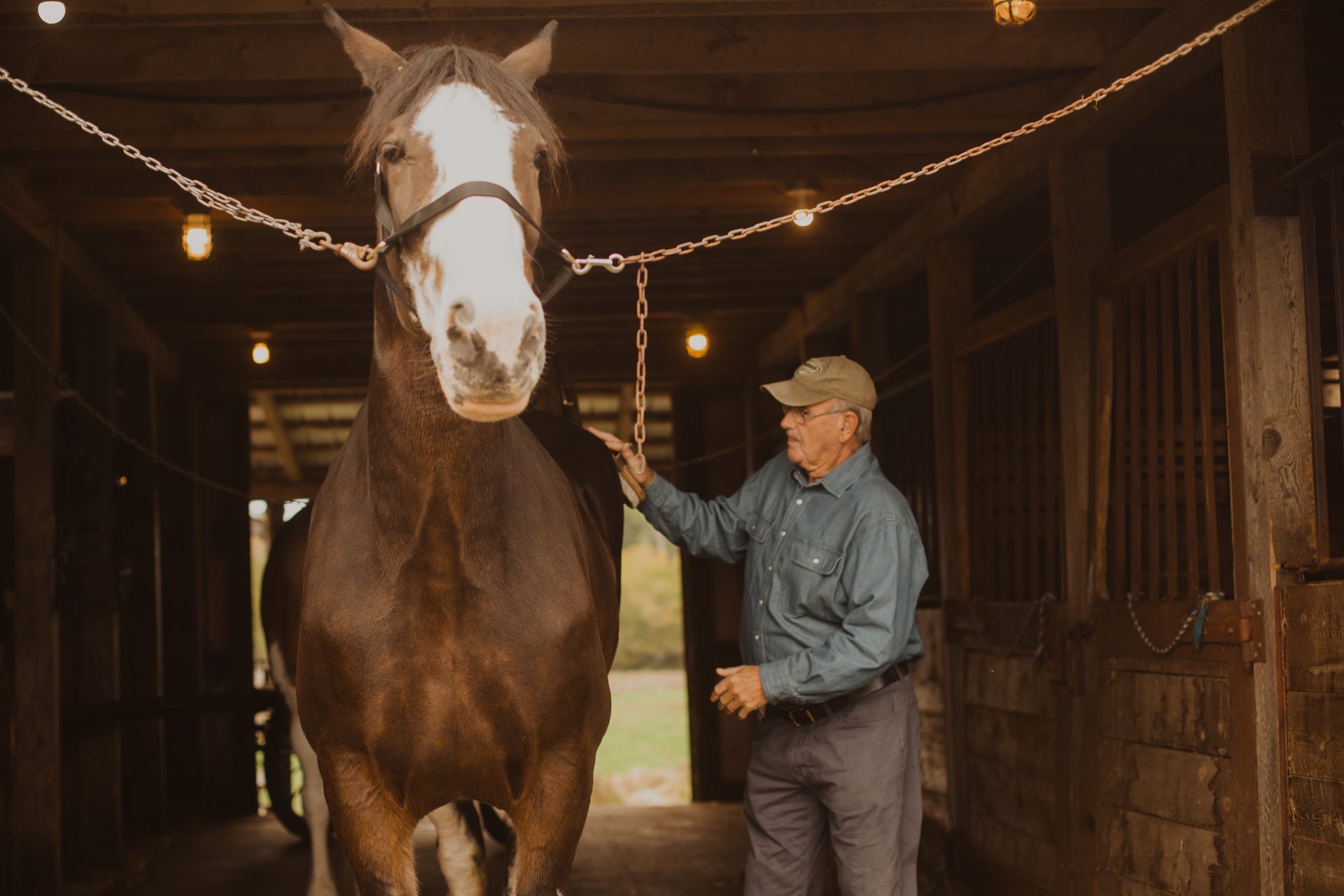 Working animal, Horse supplies, Bridle