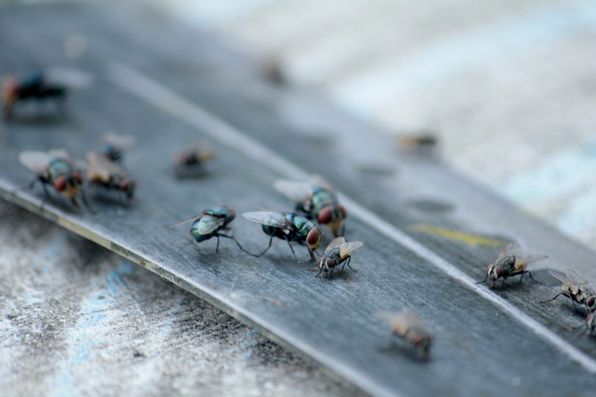 Flies
