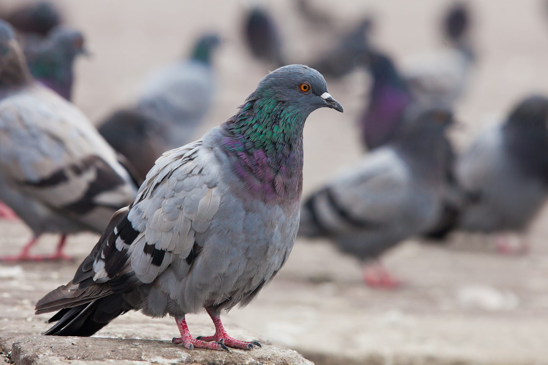 Pigeon