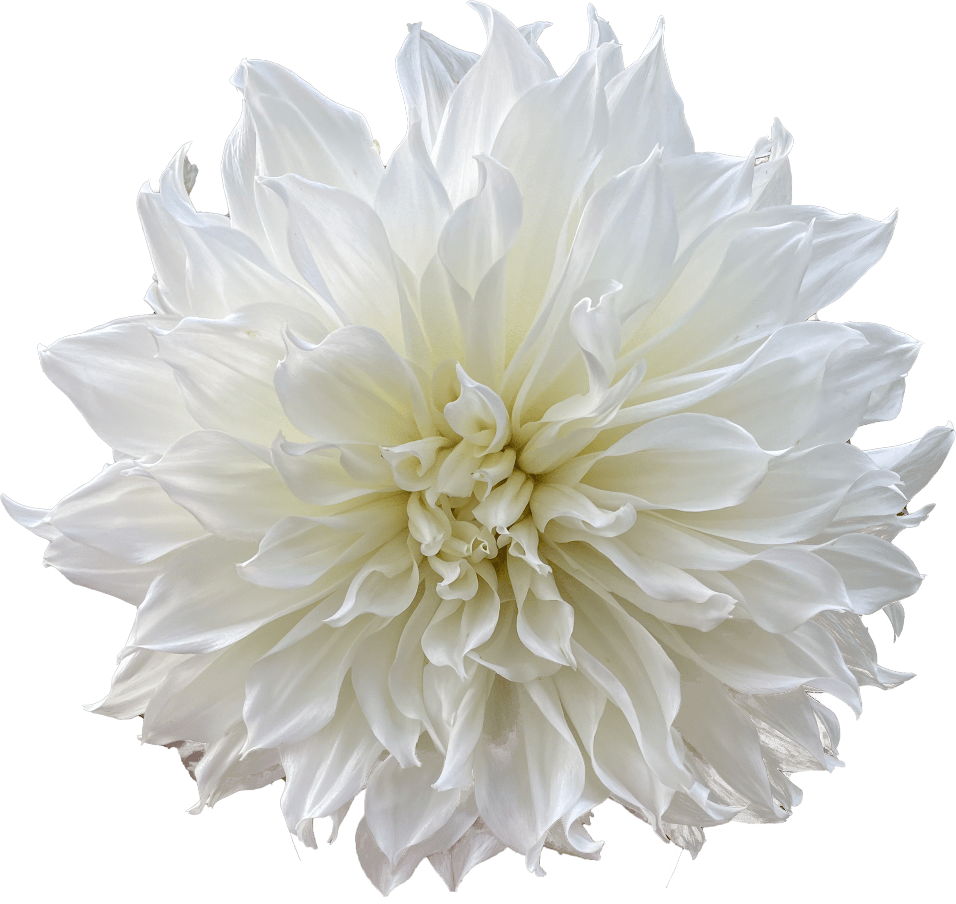 Flower, Plant, Petal