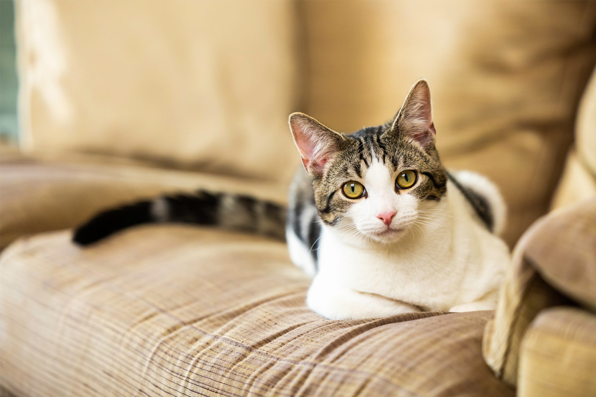 A domestic tabby and white cat with green eyes sitting comfortably on a brown sofa.