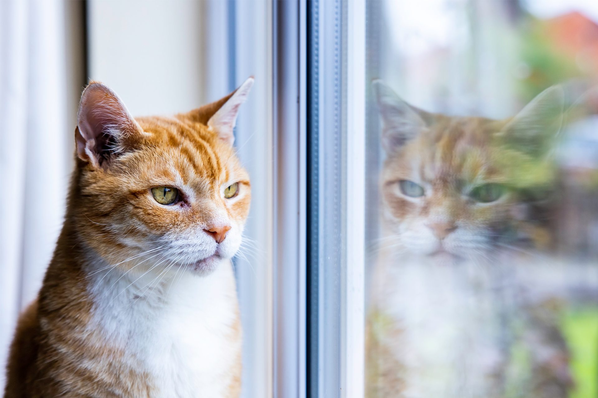 An orange tabby cat looking out a window, with its blurred reflection visible.