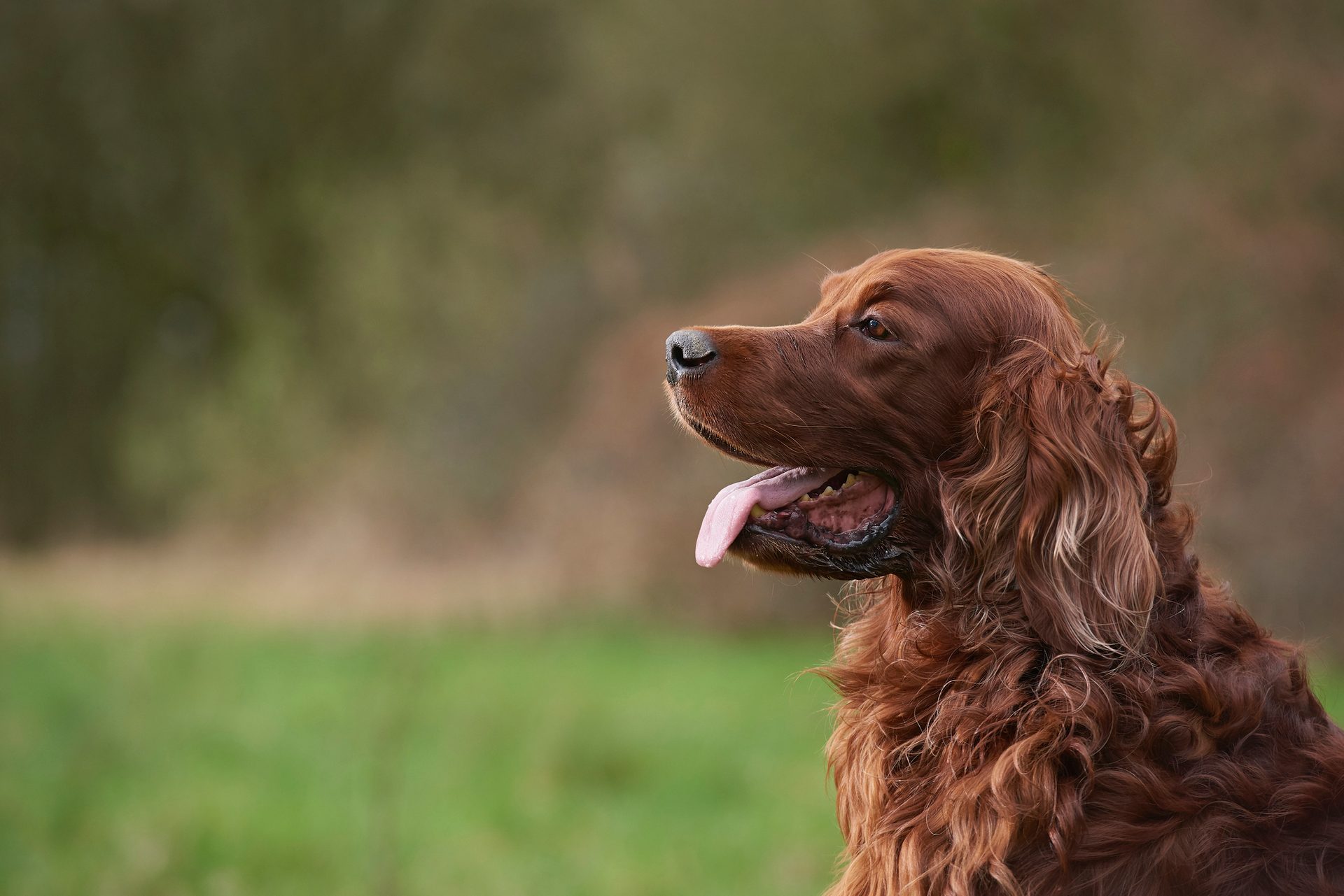 Gun dog, Carnivore, Liver