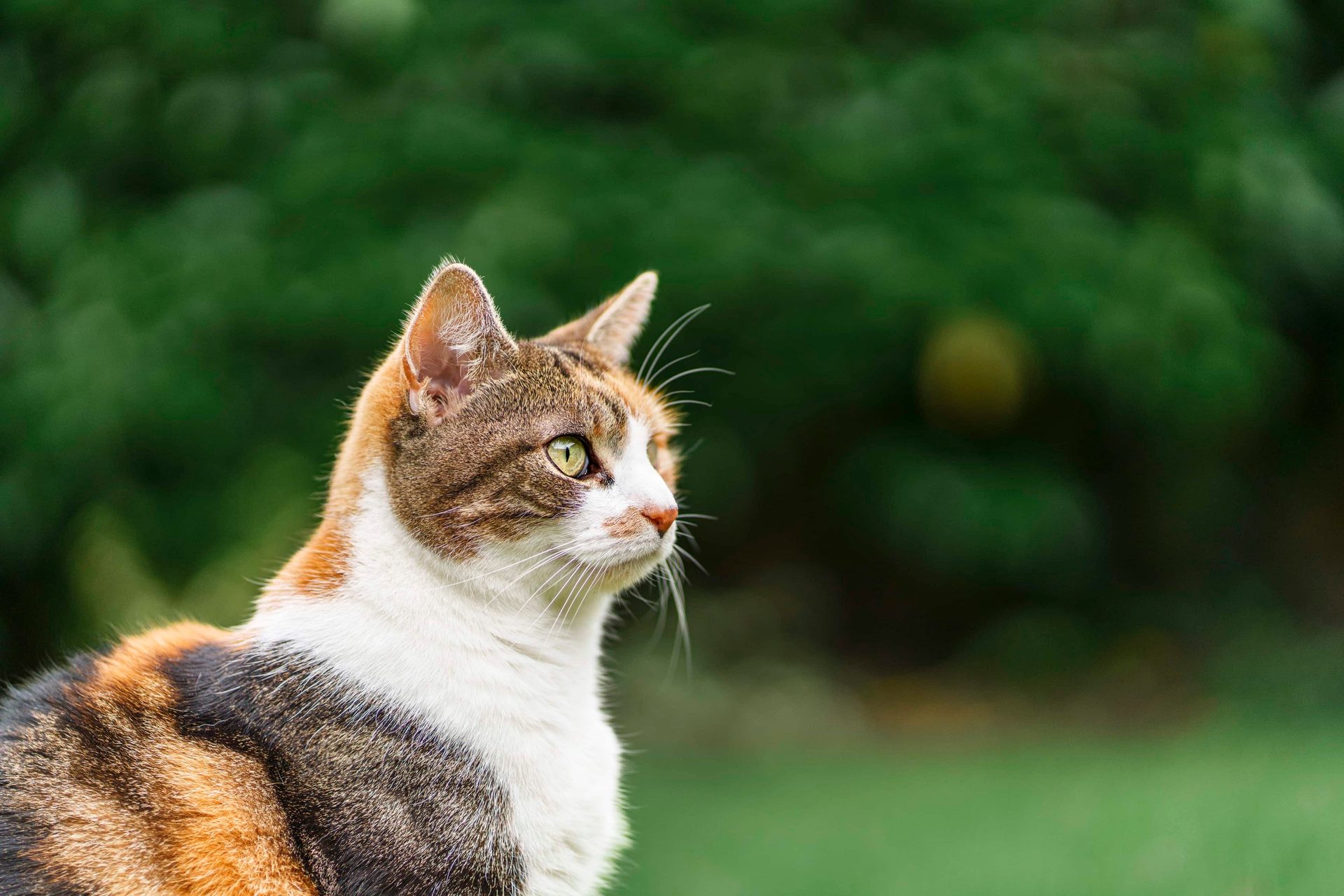 A beautiful calico cat with striking green eyes looks intently to the right against a soft, blurred green background.