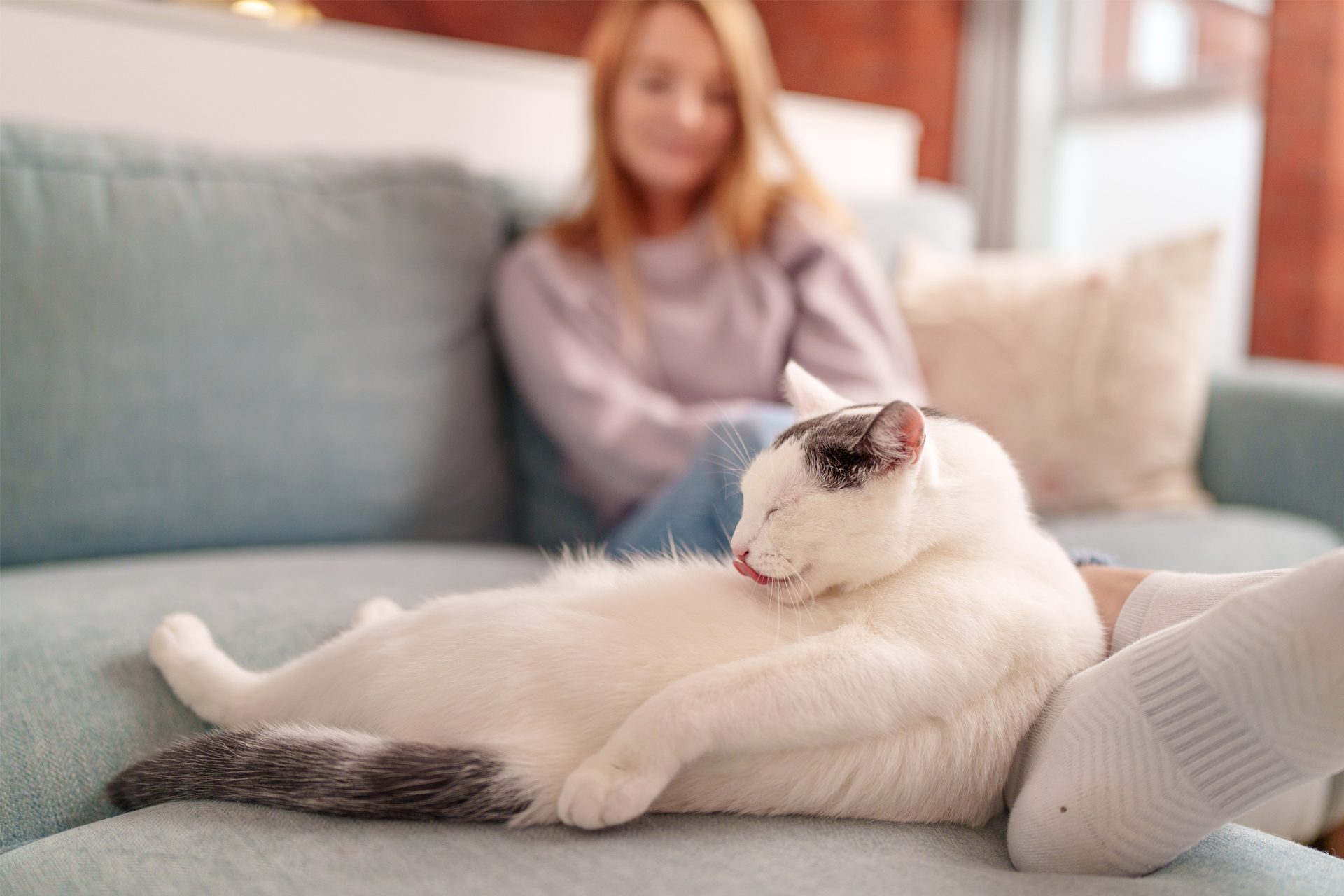A white and black cat licking itself on a blue sofa, with a blurred person in the background.