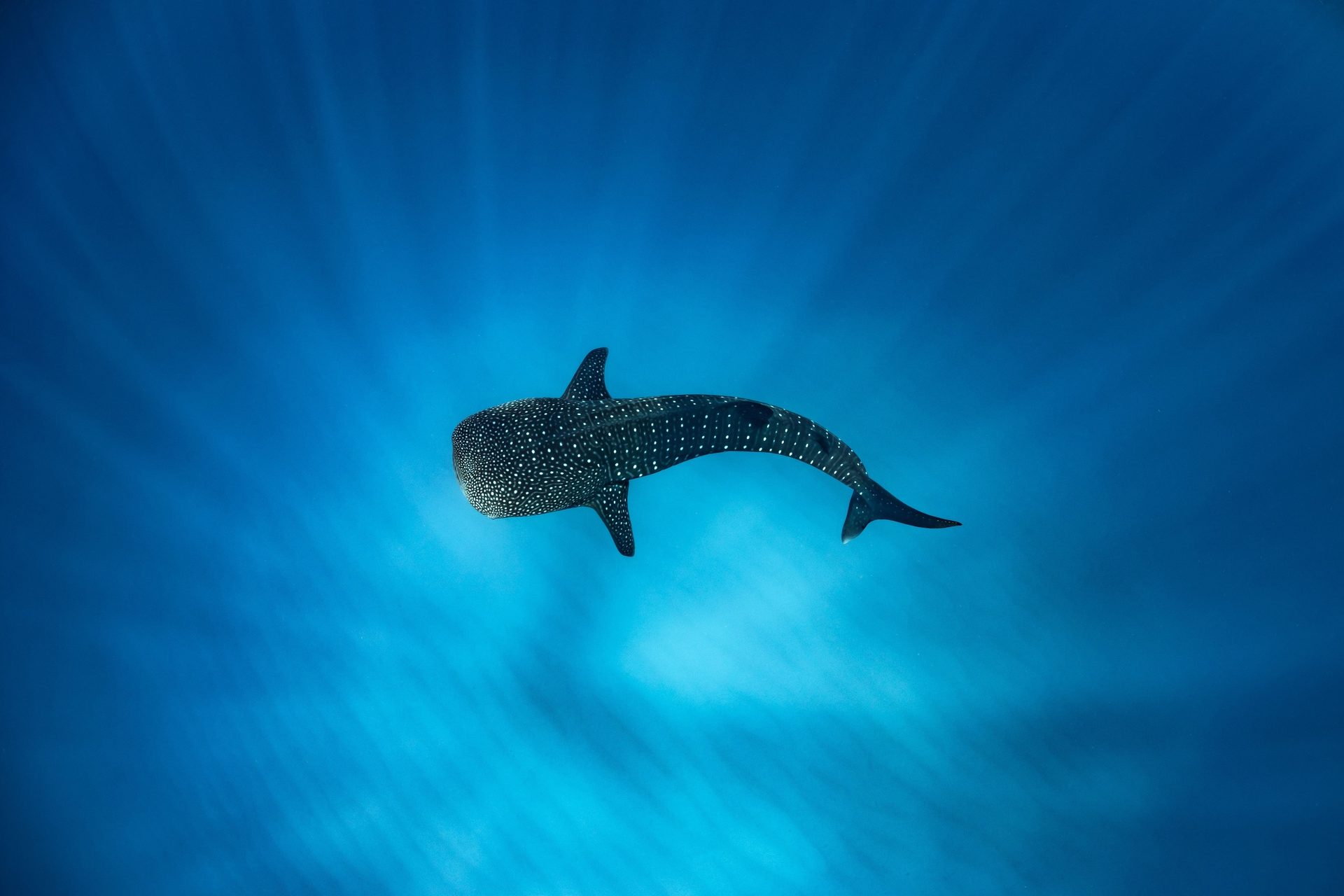 A whale shark with white spots swims in clear blue water, with sun rays piercing from above.
