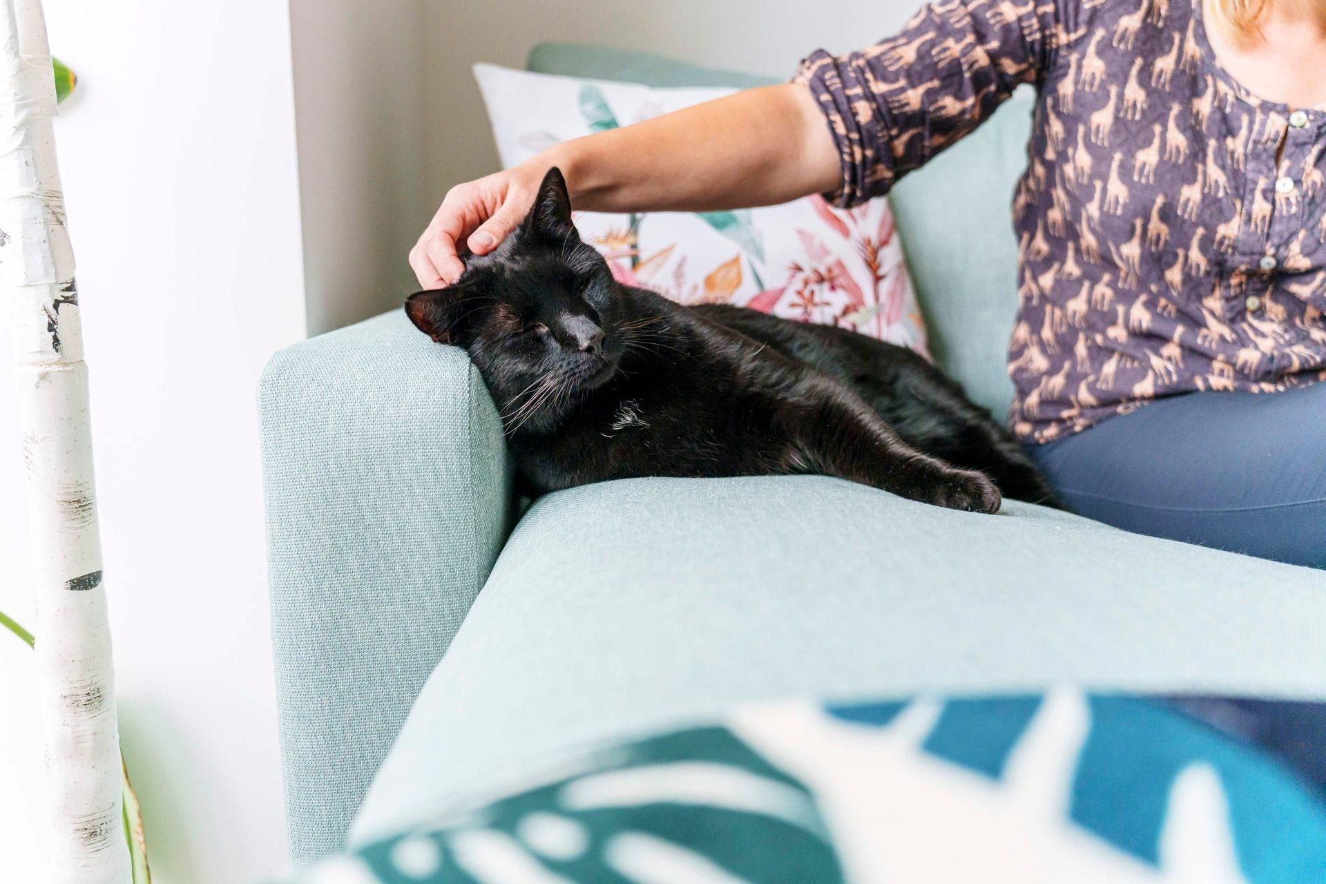 Person petting a sleeping black cat on a light blue couch, with a patterned pillow behind.
