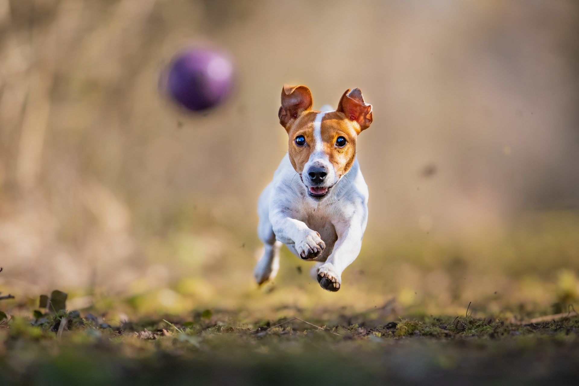 Dog breed, Carnivore, Fawn