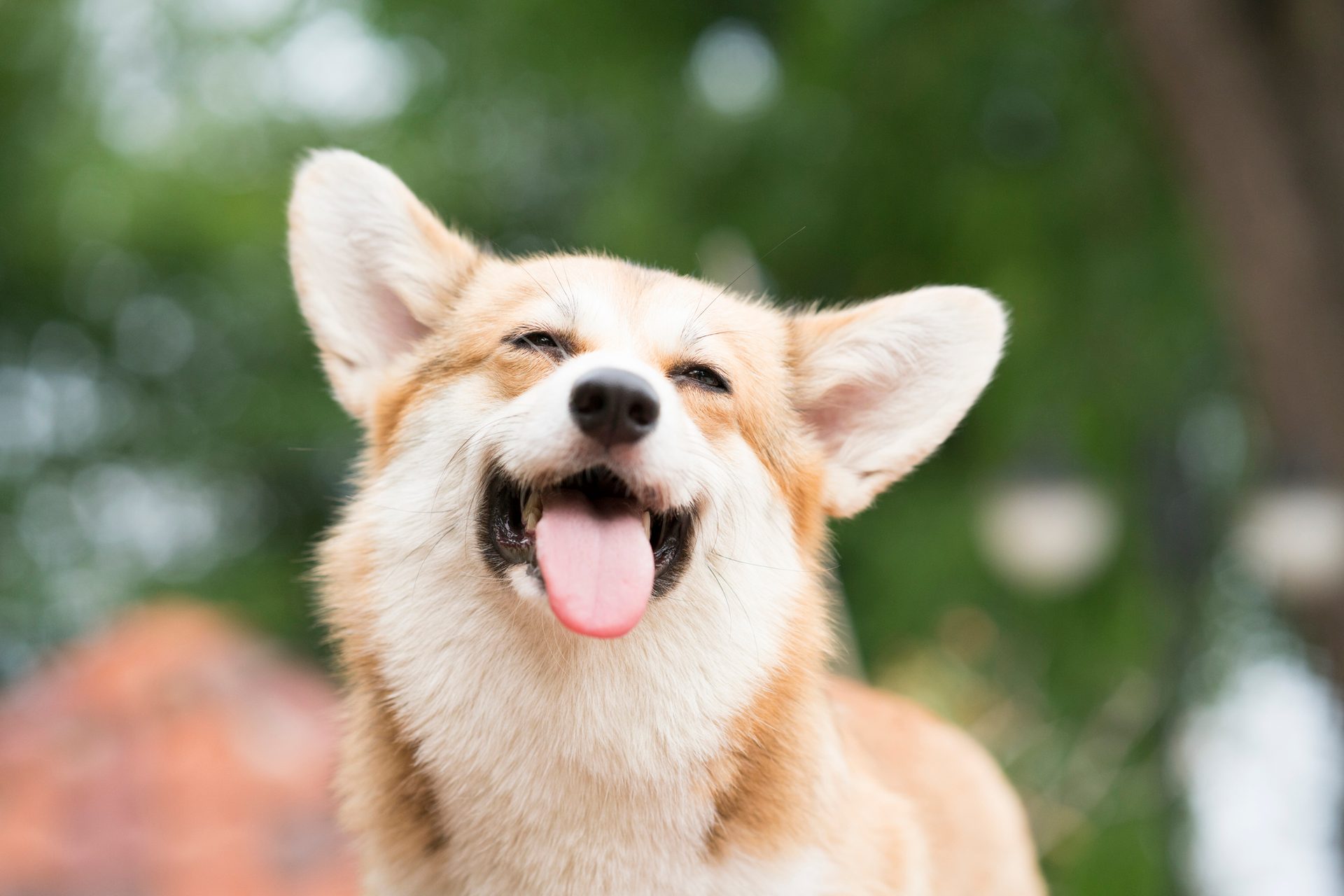 Dog breed, Carnivore, Whiskers, Fawn