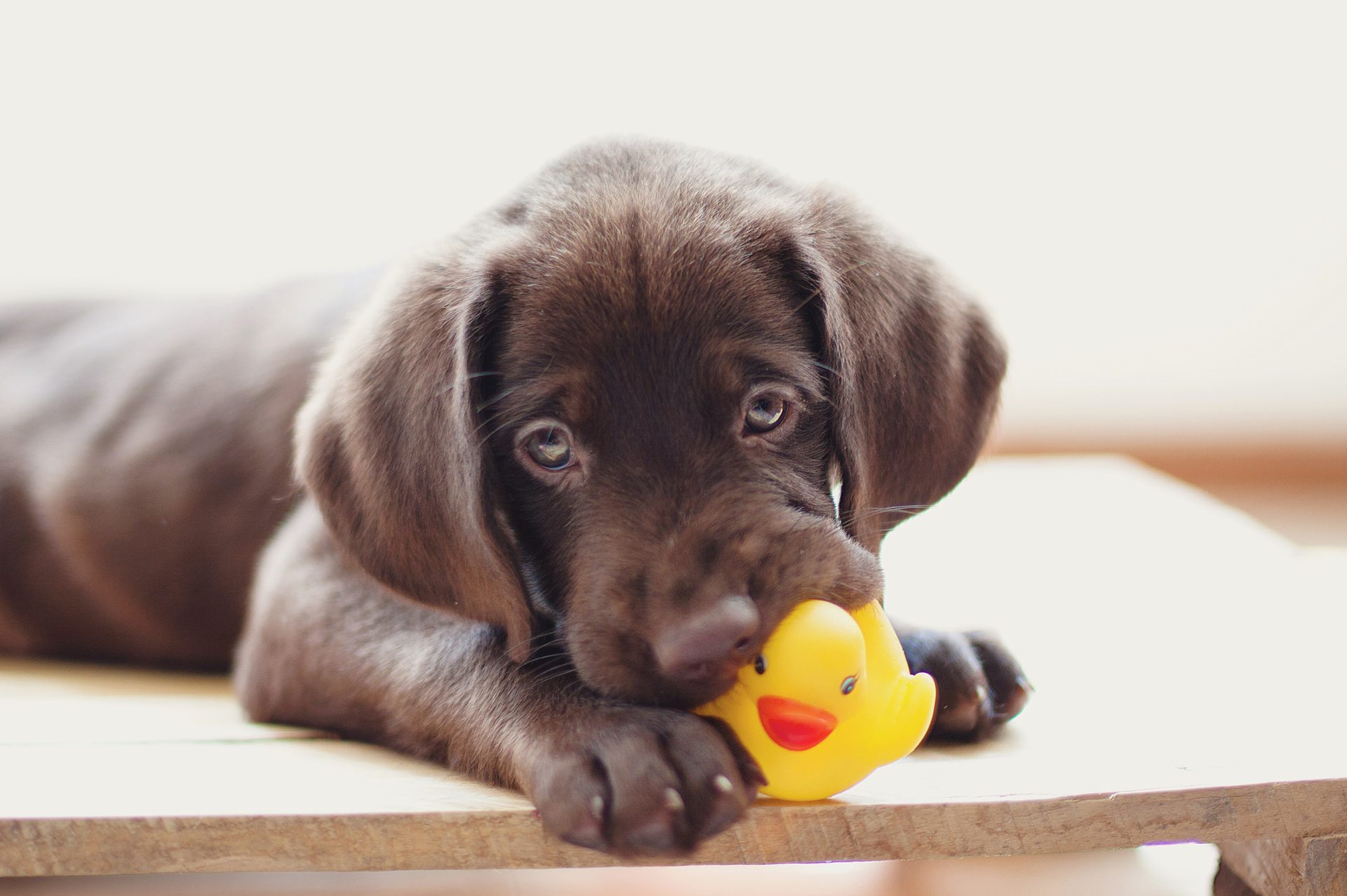 Dog breed, Working animal, Carnivore, Liver, Fawn, Ball