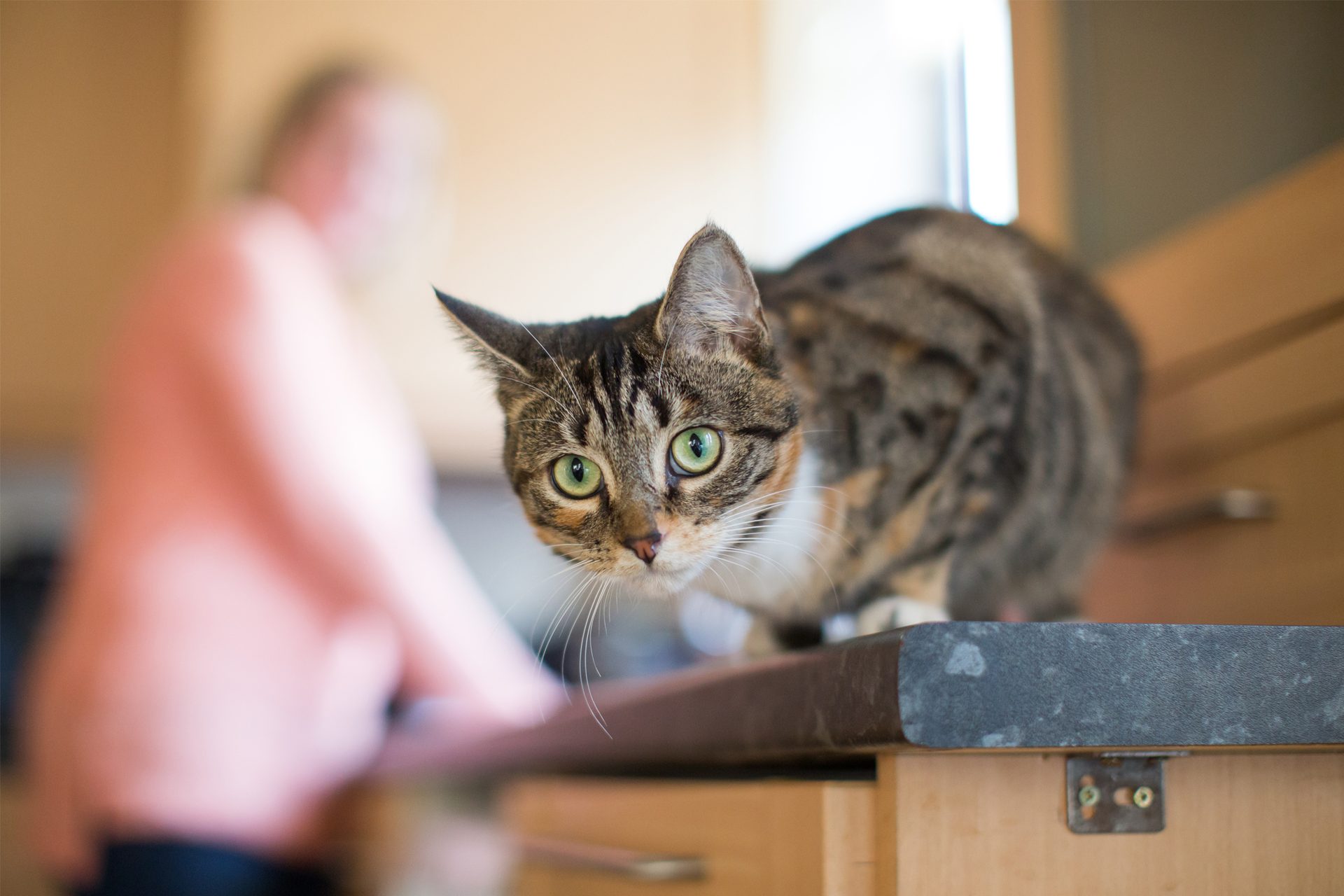 A curious tabby cat with bright green eyes looks directly at the camera from a kitchen counter.
