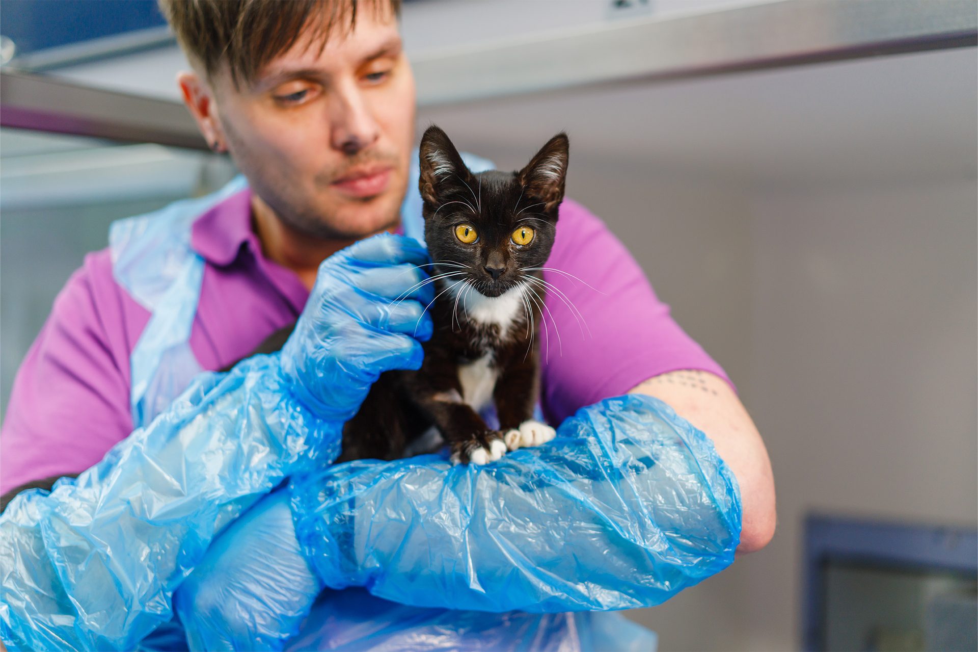 A veterinarian in blue plastic gloves holds a small black and white kitten with bright yellow eyes.