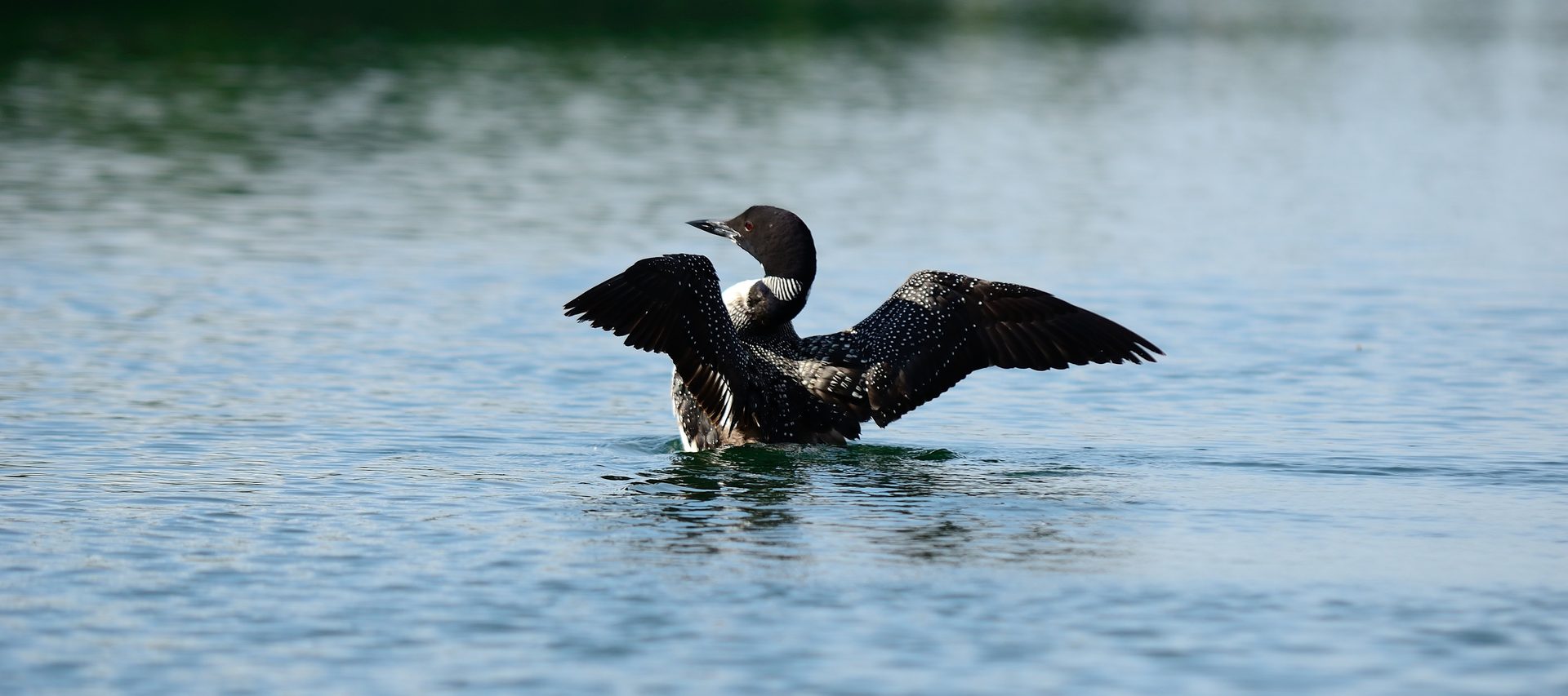 Ducks, geese and swans, Water, Bird, Beak, Lake