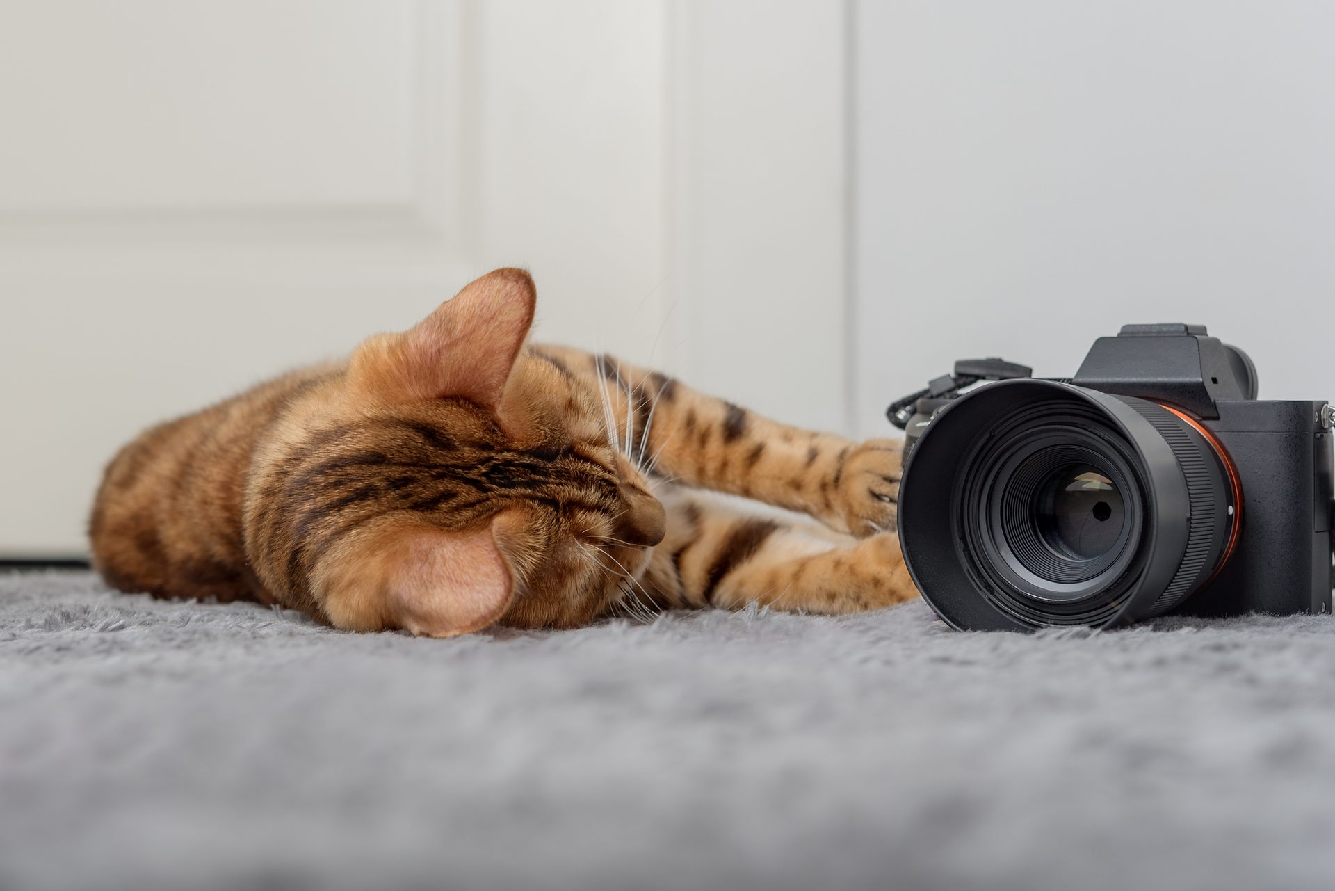 Small to medium-sized cats, Camera lens, Eye, Cat, Comfort, Felidae, Carnivore, Whiskers, Wood