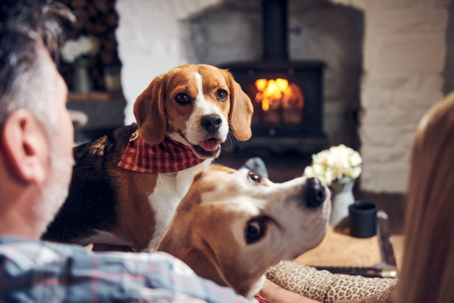 Dog breed, Scent hound, Vertebrate, Carnivore, Collar, Fawn