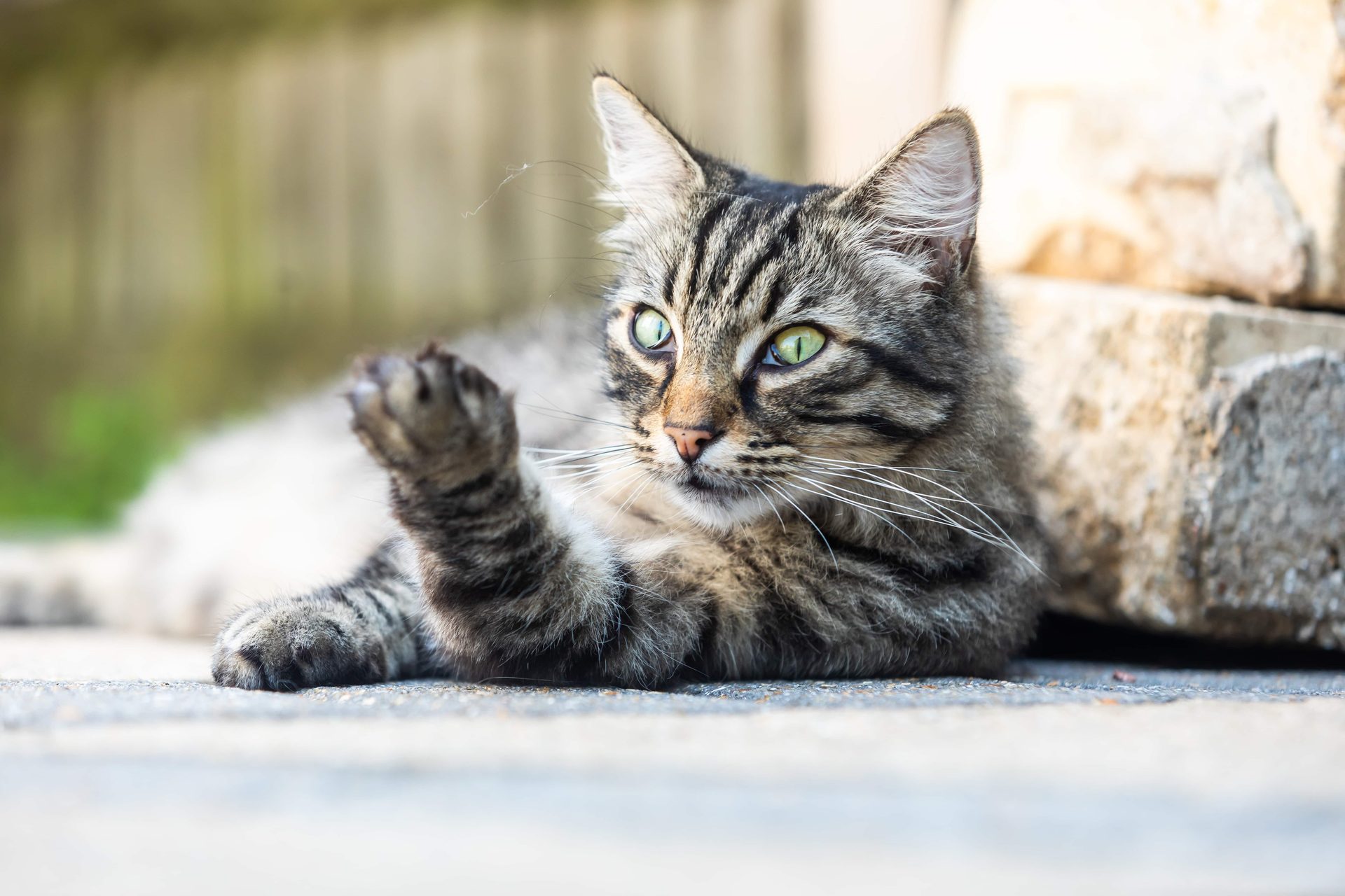 Tabby cat with green eyes lying down, looking left, paw raised.