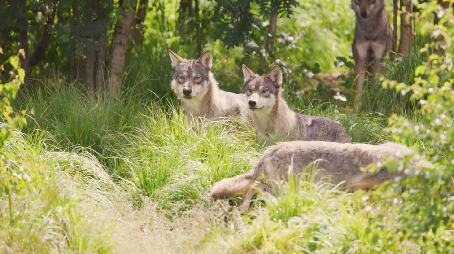 The Strength of the Pack is the Wolf