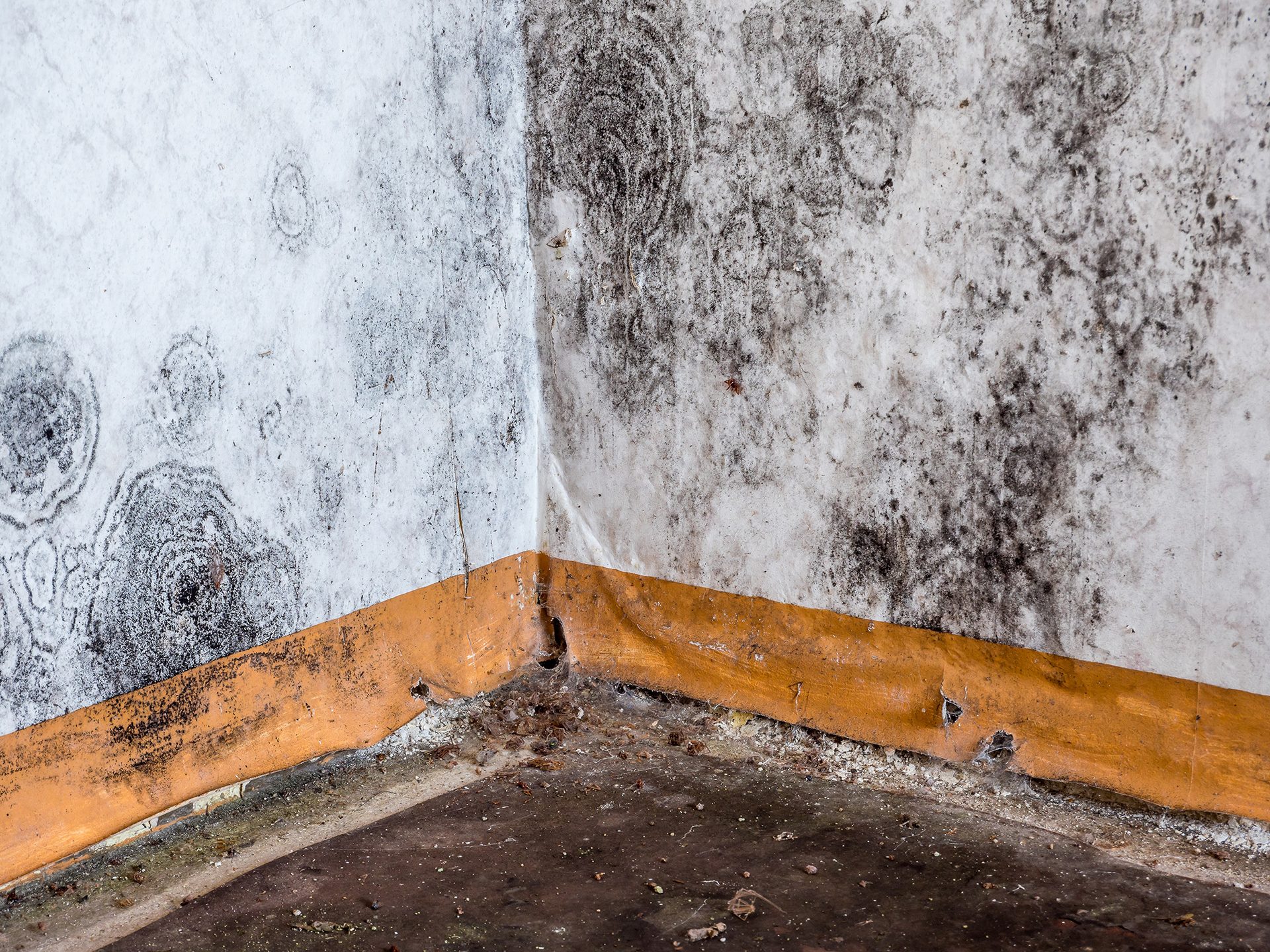 Abatement Solutions in Mold Remediation