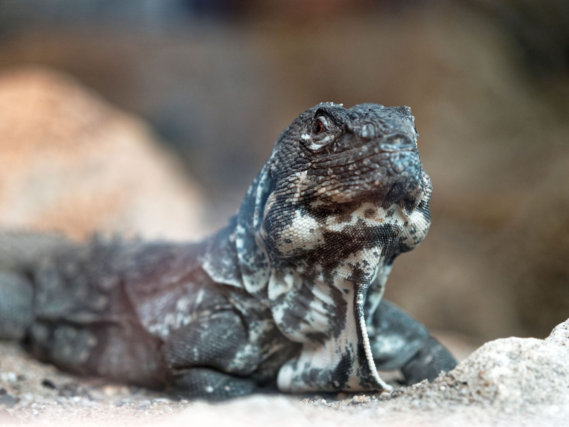 Scaled reptile, Terrestrial animal, Iguania, Lizard