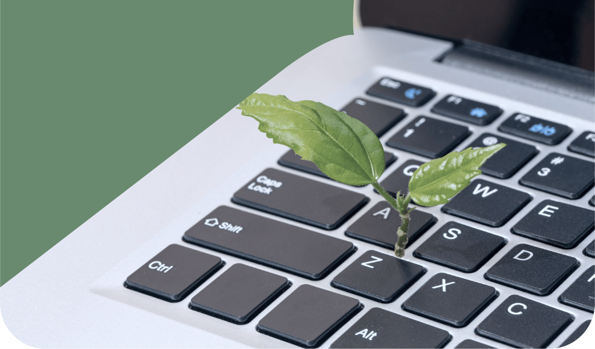 Computer keyboard, Output device, Space bar, Plant, Peripheral, Netbook