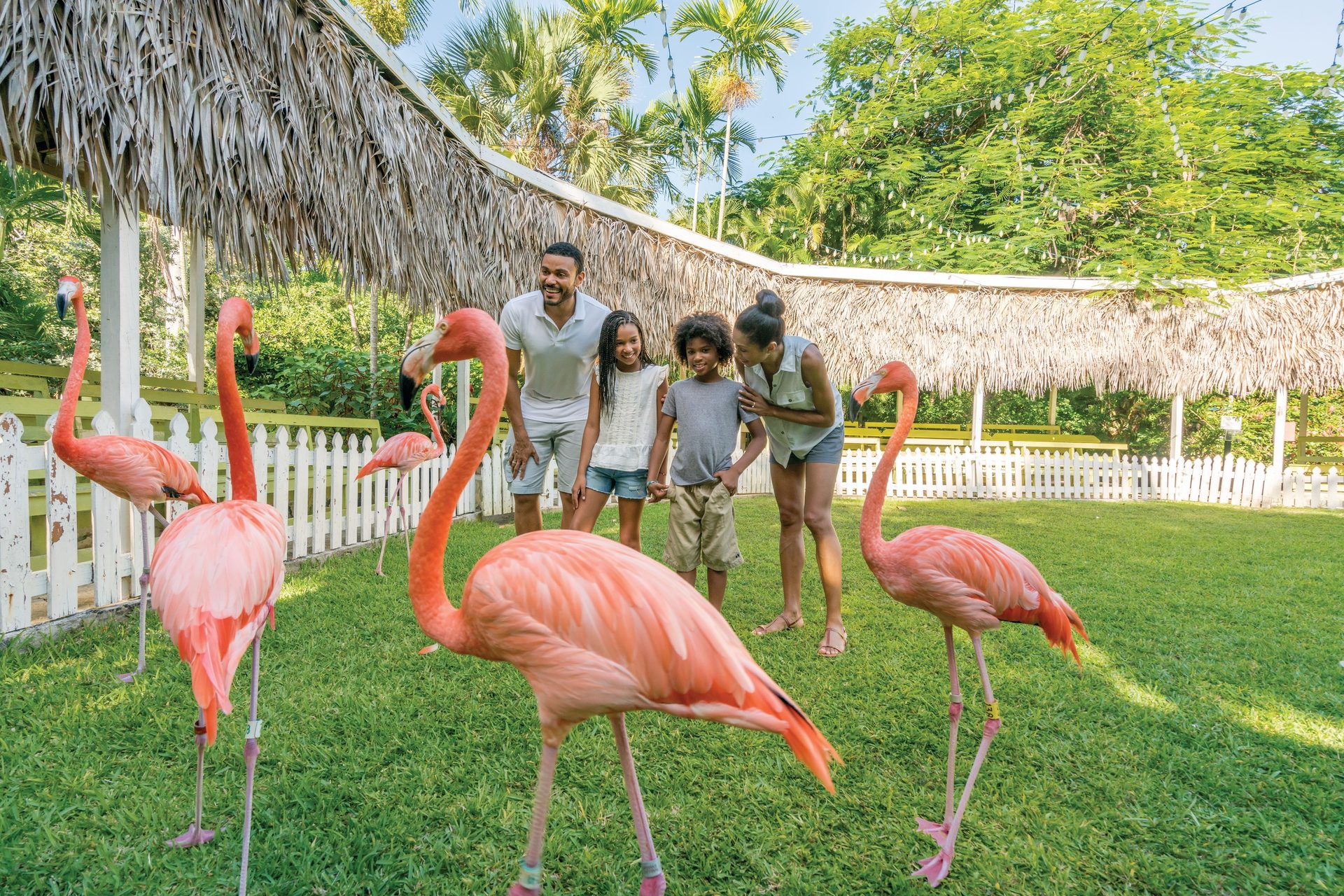 Greater flamingo, Bird, Plant, Botany, Nature, Beak, Tree, Pink, Sky