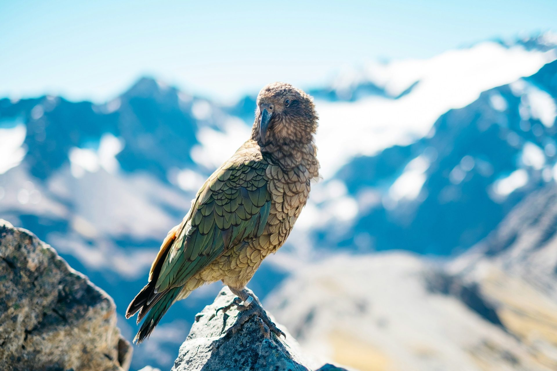 Sky, Bird, Mountain, Beak, Highland, Feather, Snow, Cloud