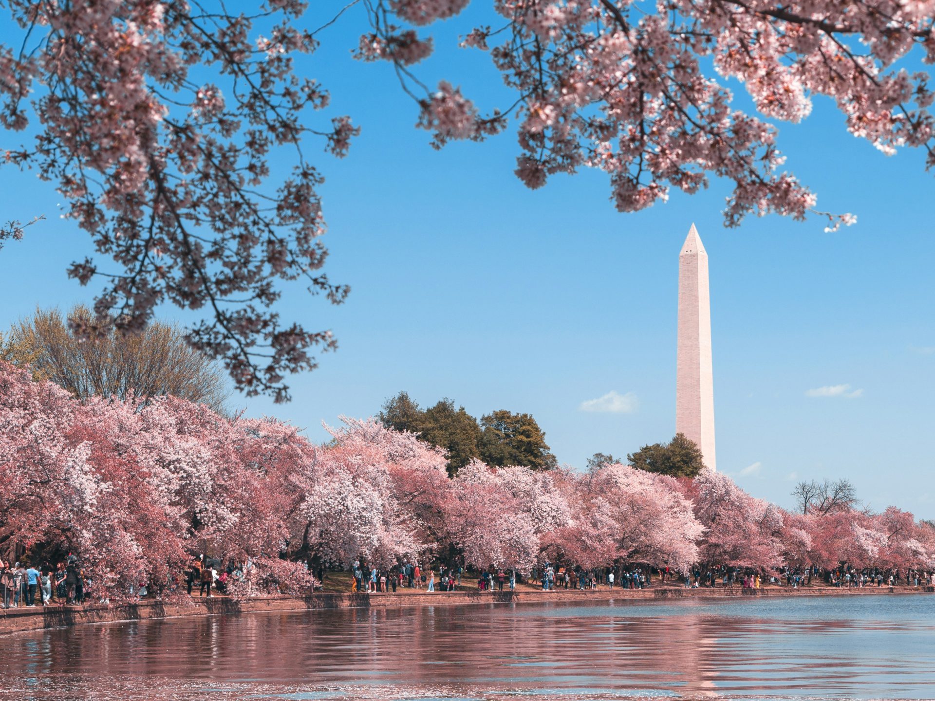 Washington Monument, pink cherry blossoms lining Tidal Basin under a blue sky.