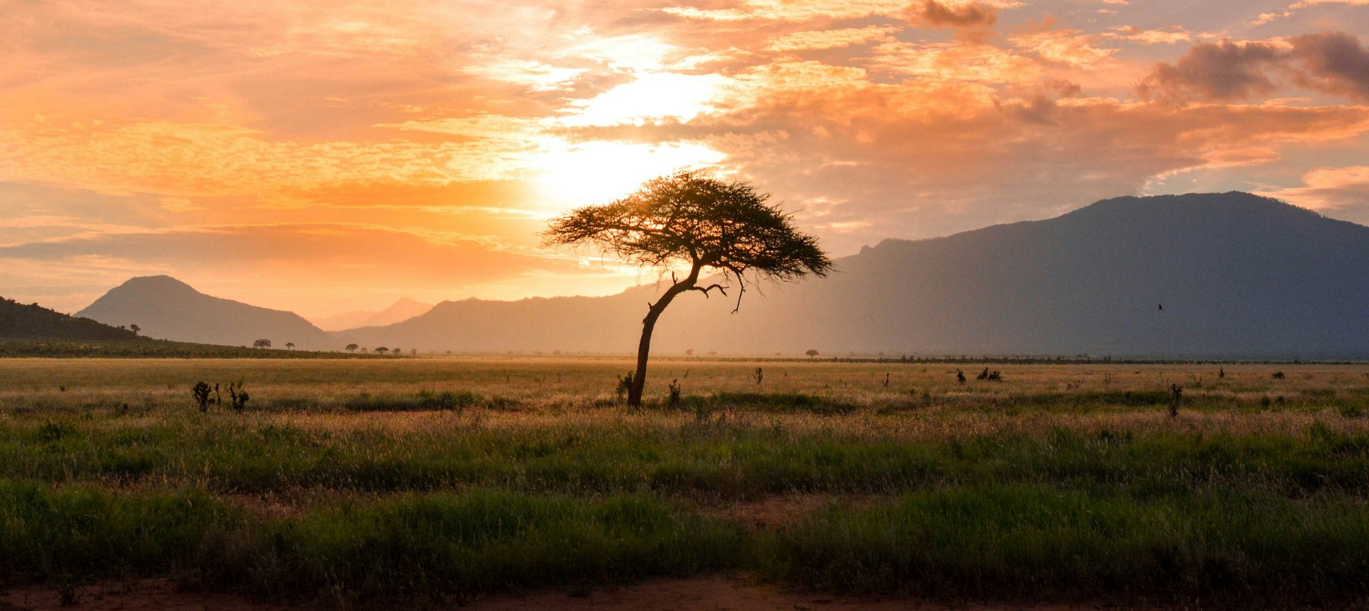 A herd of zebras with distinctive black and white stripes stands in a field of tall, golden-brown grass.