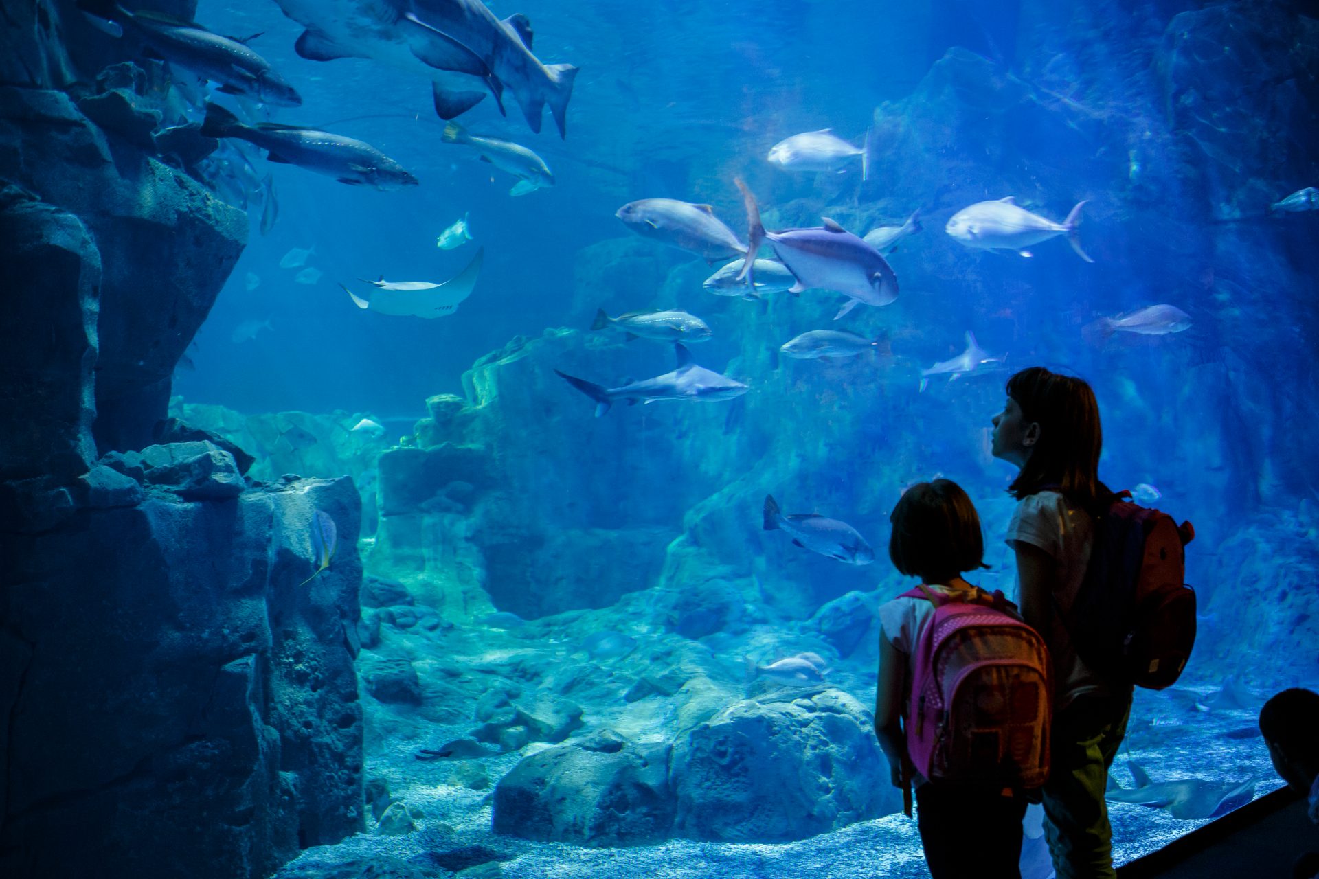 Two children watch sharks, rays, and fish swim in a vast, blue aquarium tank.