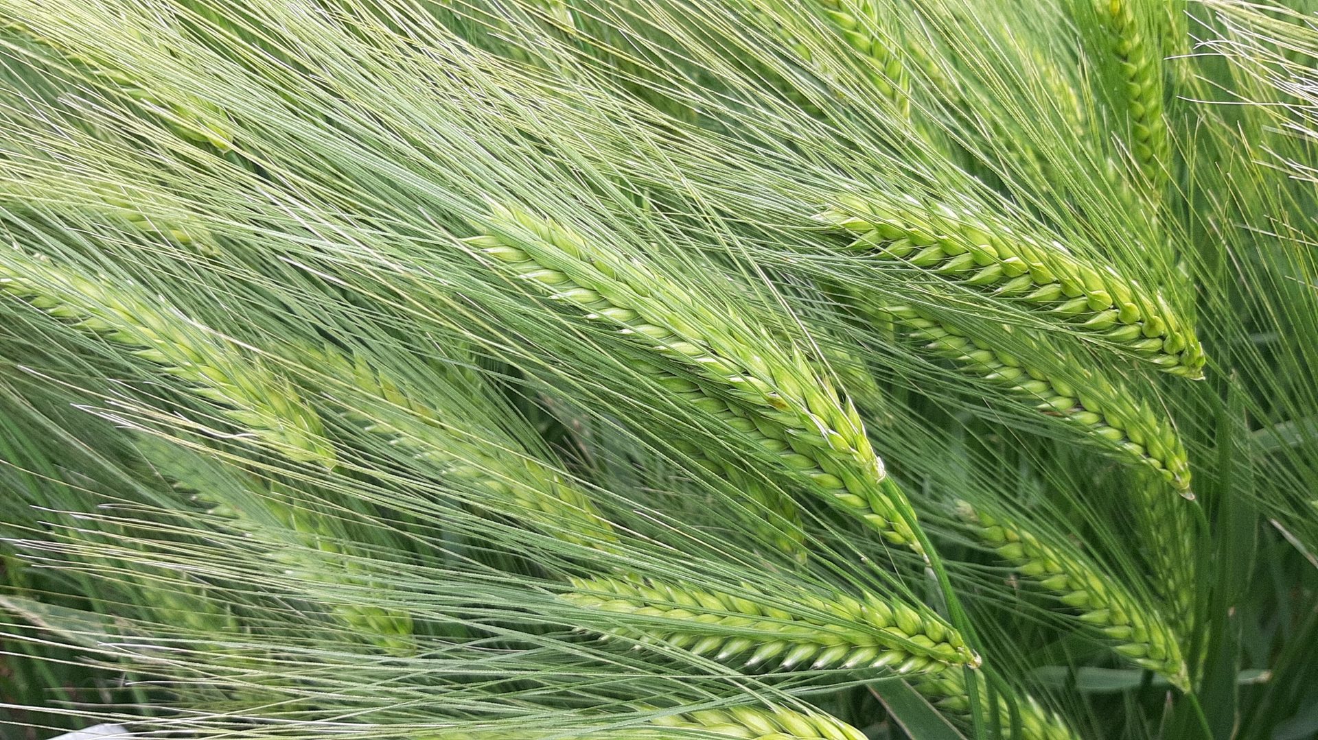 Terrestrial plant, Khorasan wheat, Vegetation, Evergreen, Grass, Agriculture, Arecales