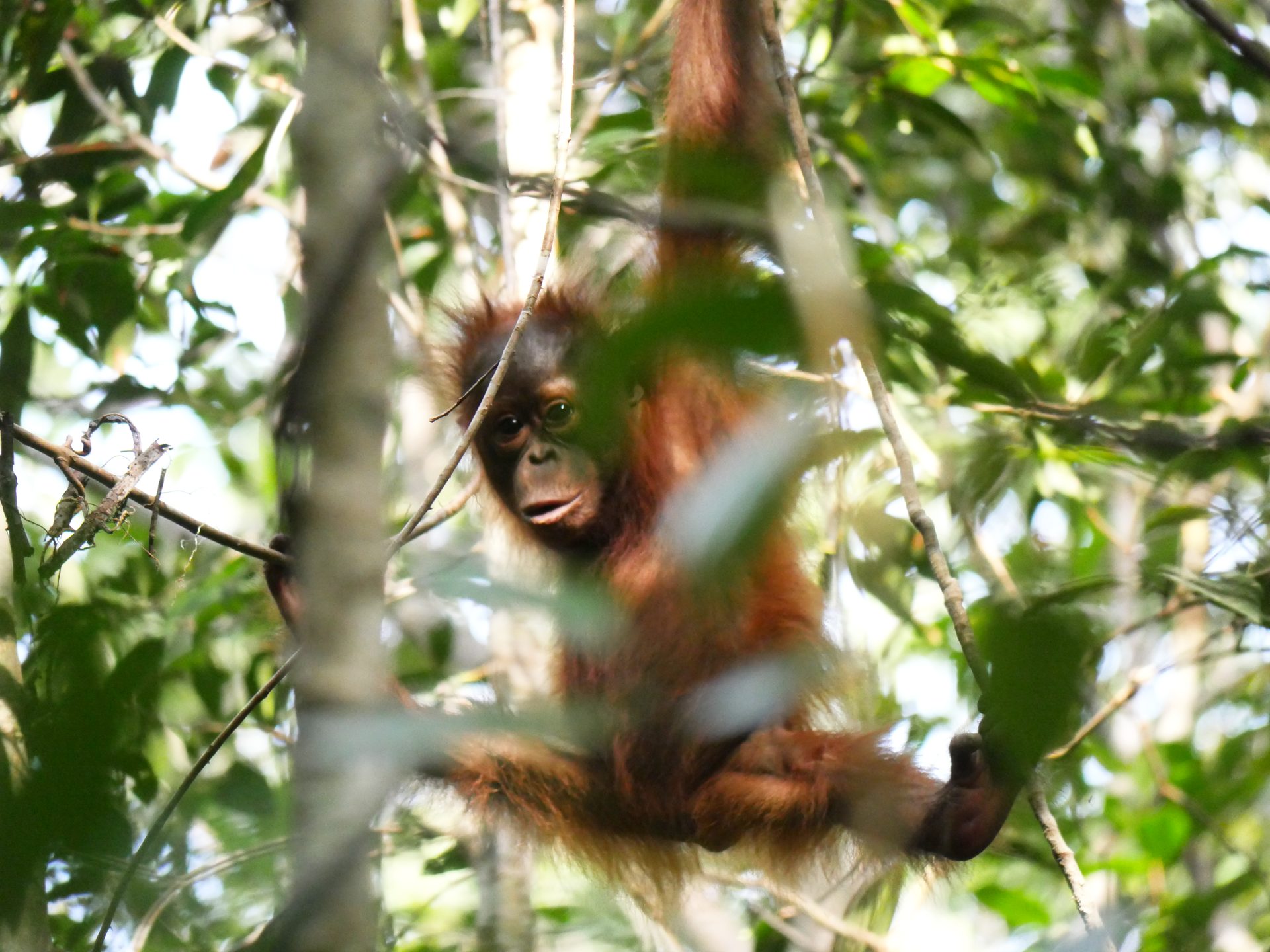 Young orangutan with red fur hanging from a tree branch amidst green foliage.