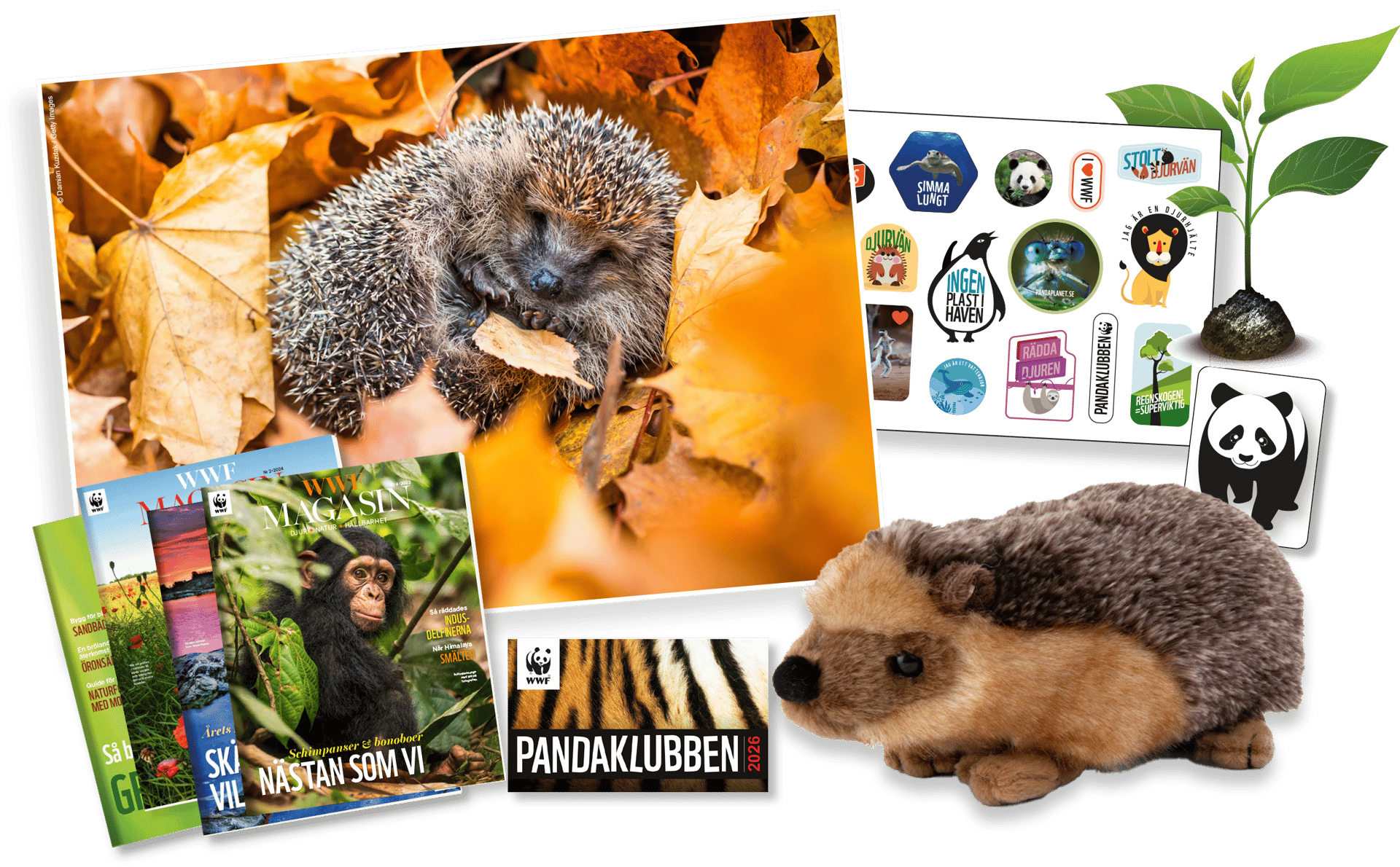 WWF magazines, stickers, a plush hedgehog, and a photo of a hedgehog among autumn leaves.