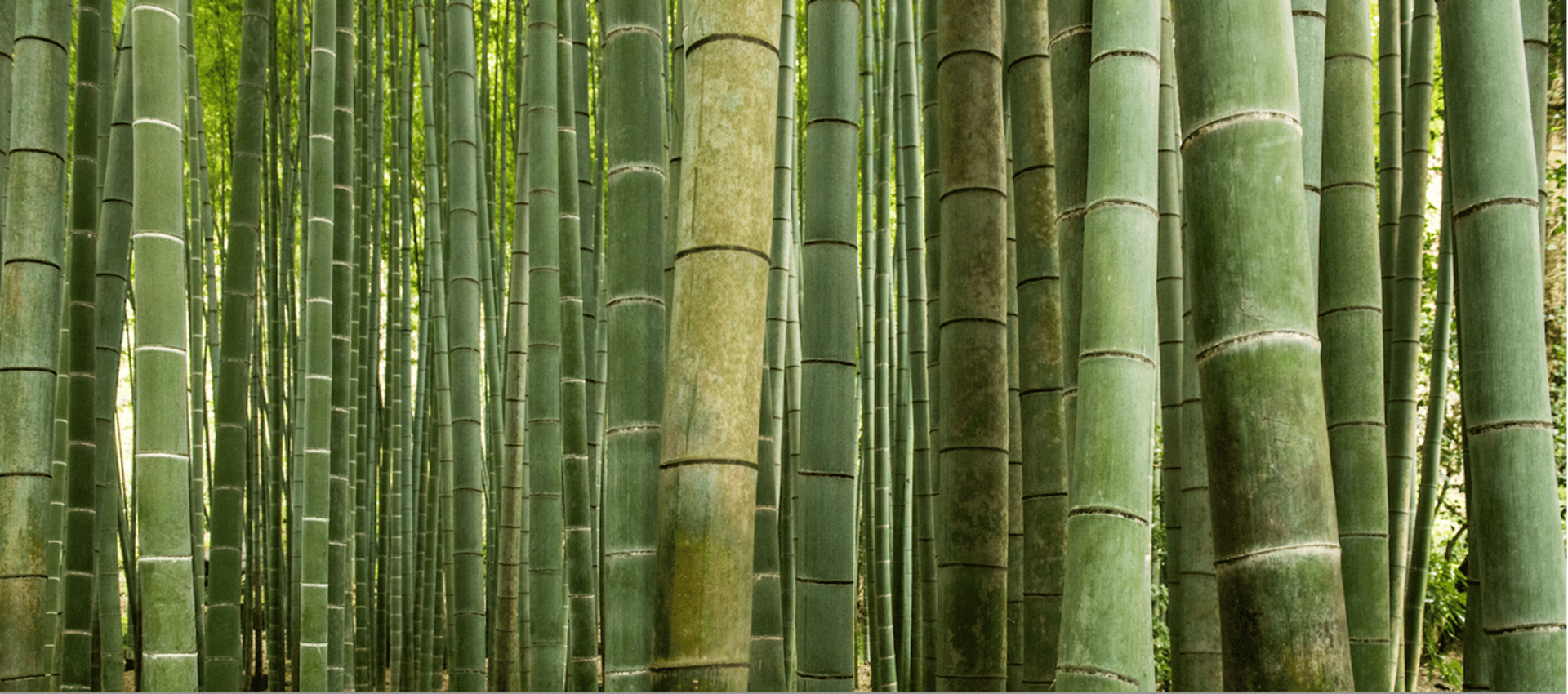 Tall, dense green bamboo forest.