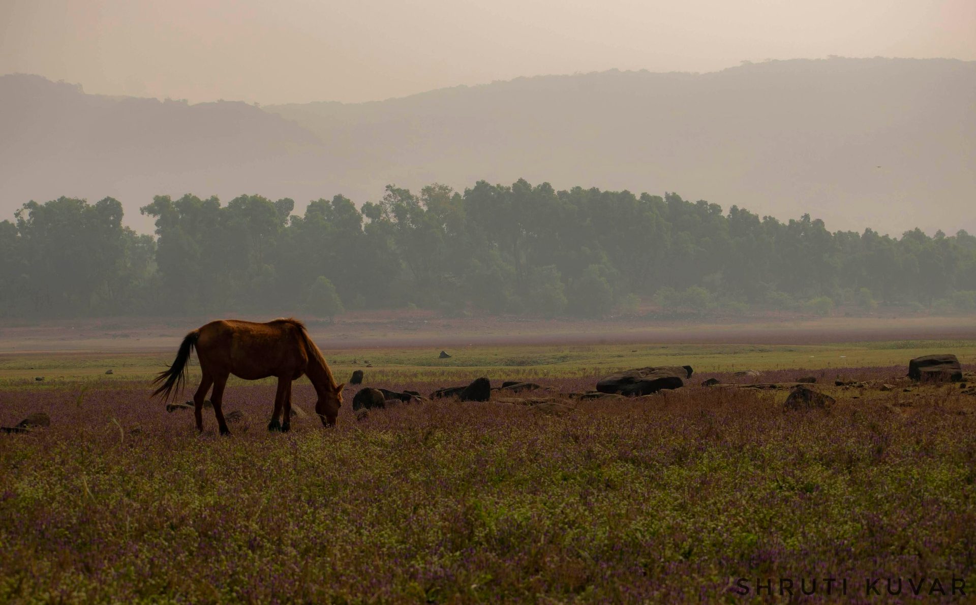 Natural landscape, Atmospheric phenomenon, Sky, Horse, Tree