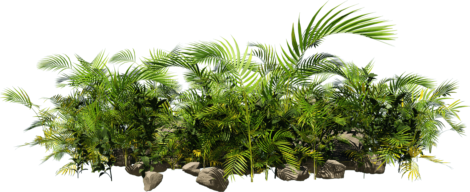 Terrestrial plant, Nature, Vegetation, Arecales, Tree