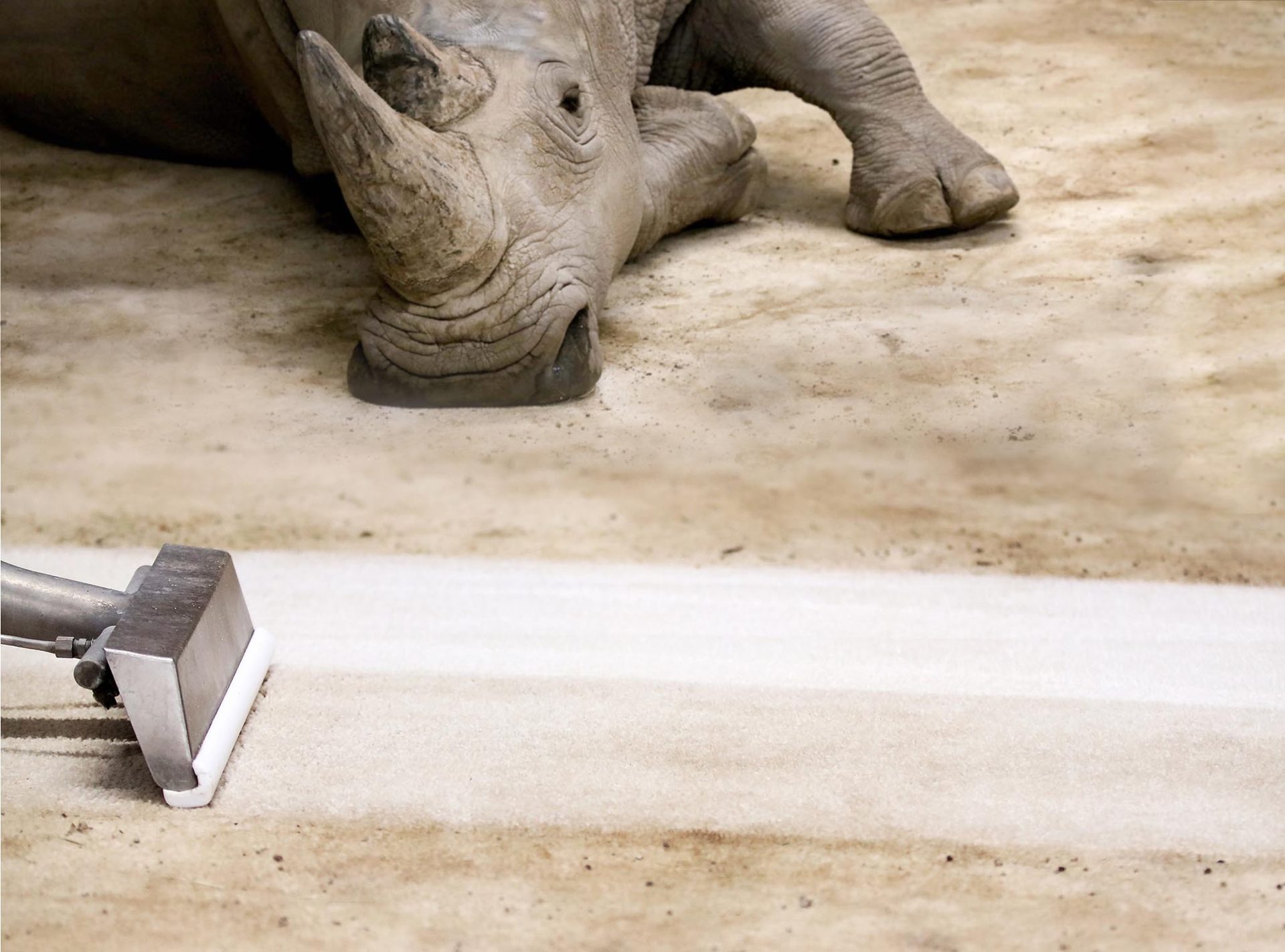 Broadloom Winner Smartstrand Rhinory Campaign Blake Rhino Watching Clean Image 00 2048 X 2048