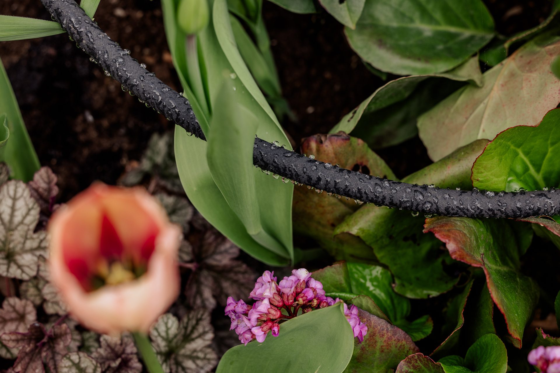 Wet black drip hose among green plants, pink flowers, and a blurry orange tulip.