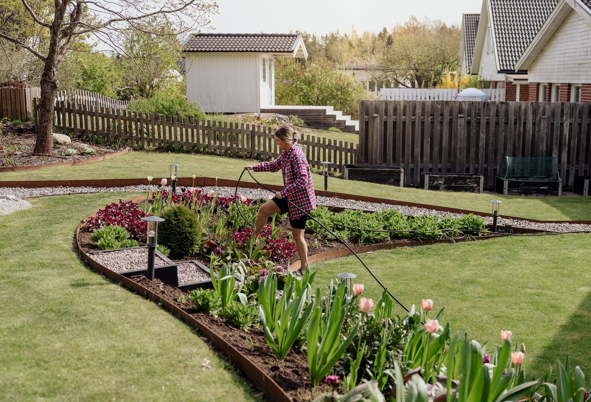 Woman watering a landscaped garden with flowers and lawn. Houses and fence in background.